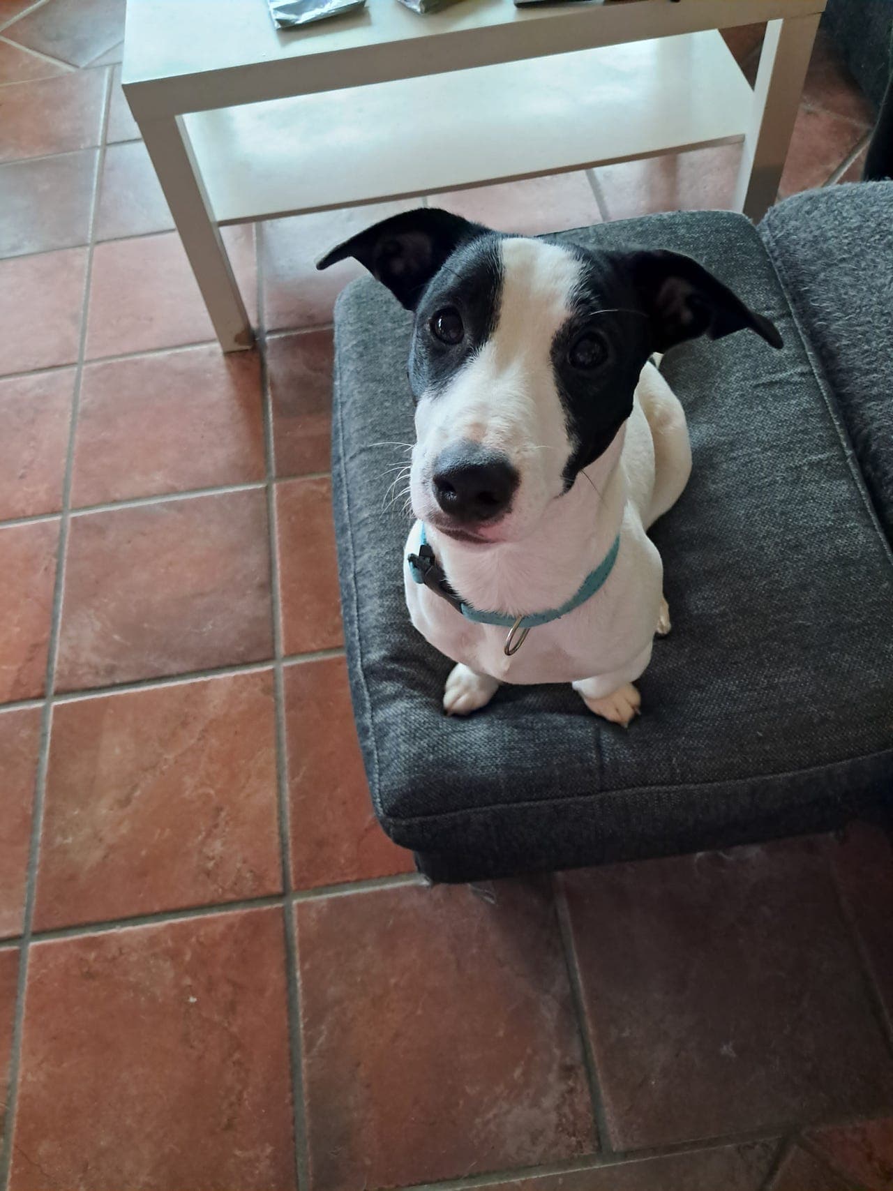 Jack russel gutter selges