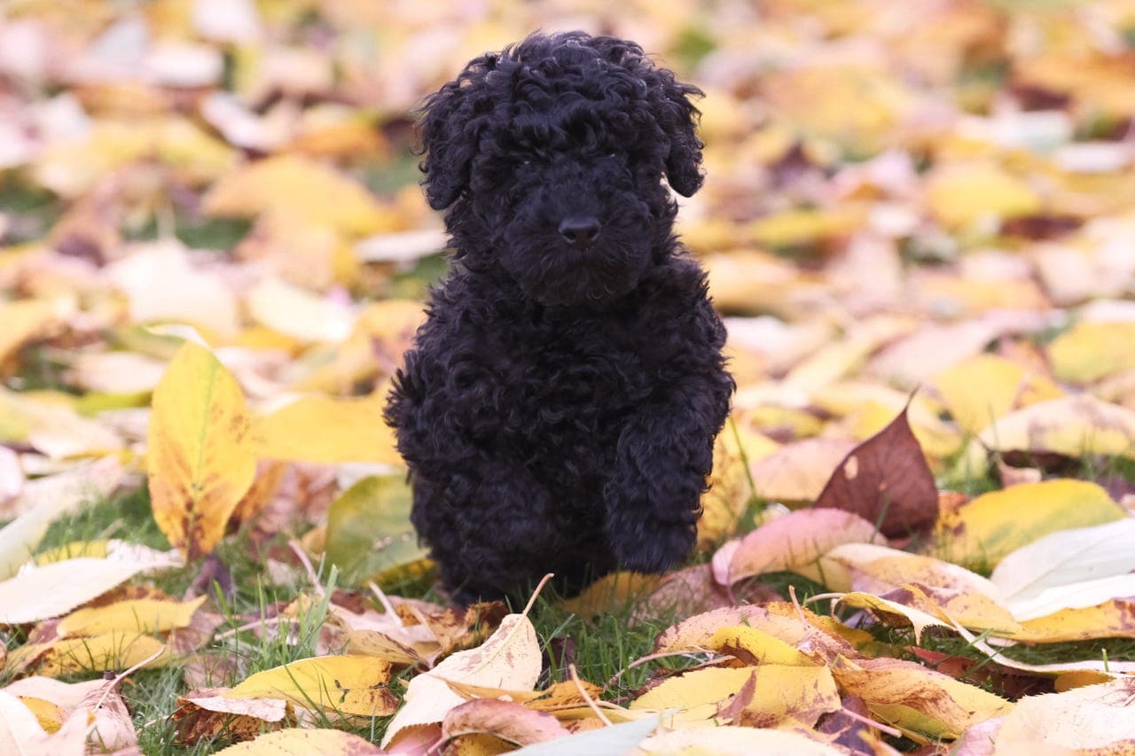 Leveringsklar NKK reg Mellompuddel hannvalp