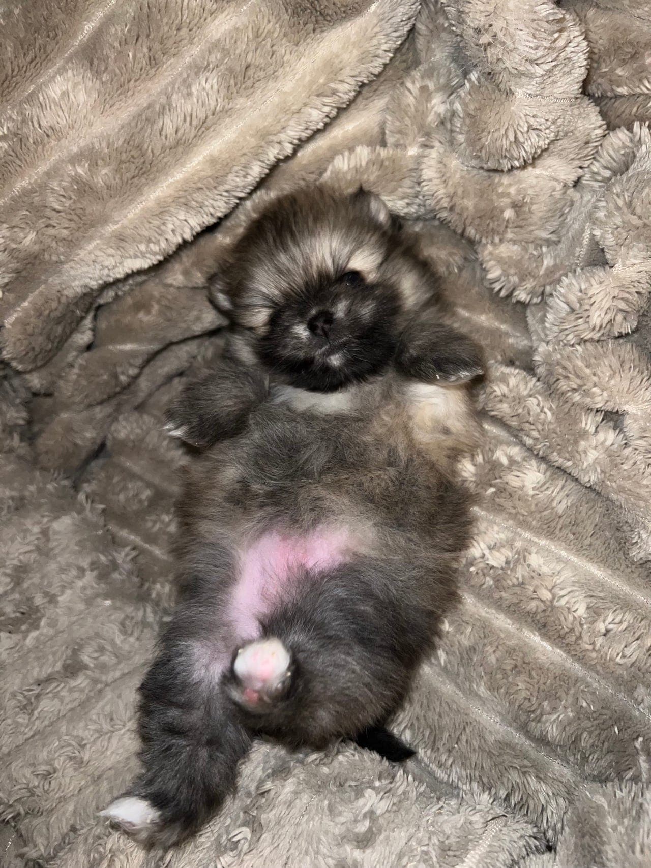 Renraset Pomeranian valper m/stamtavle Nkk