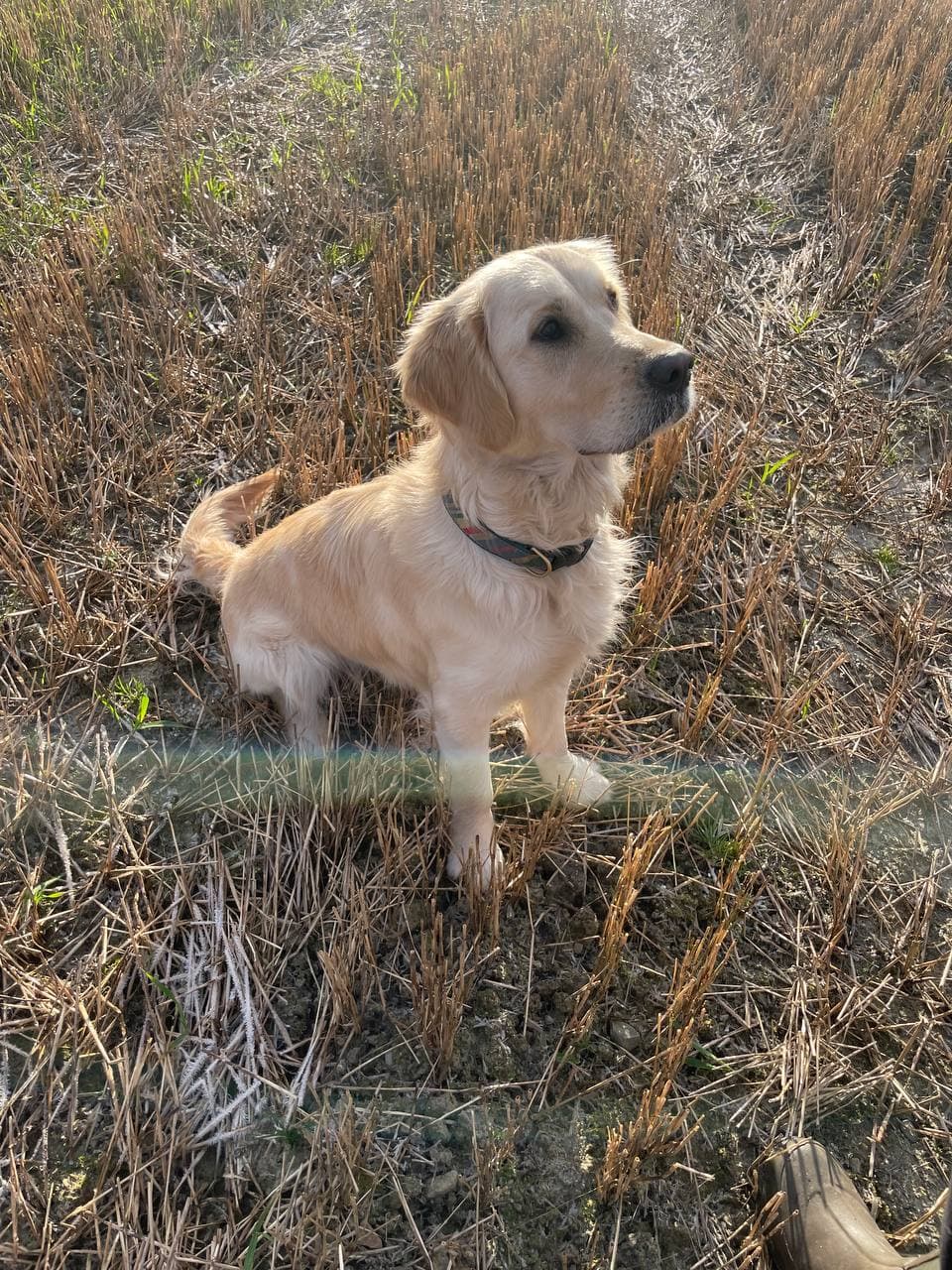 Fôrvert NKK-registrert Golden Retriever