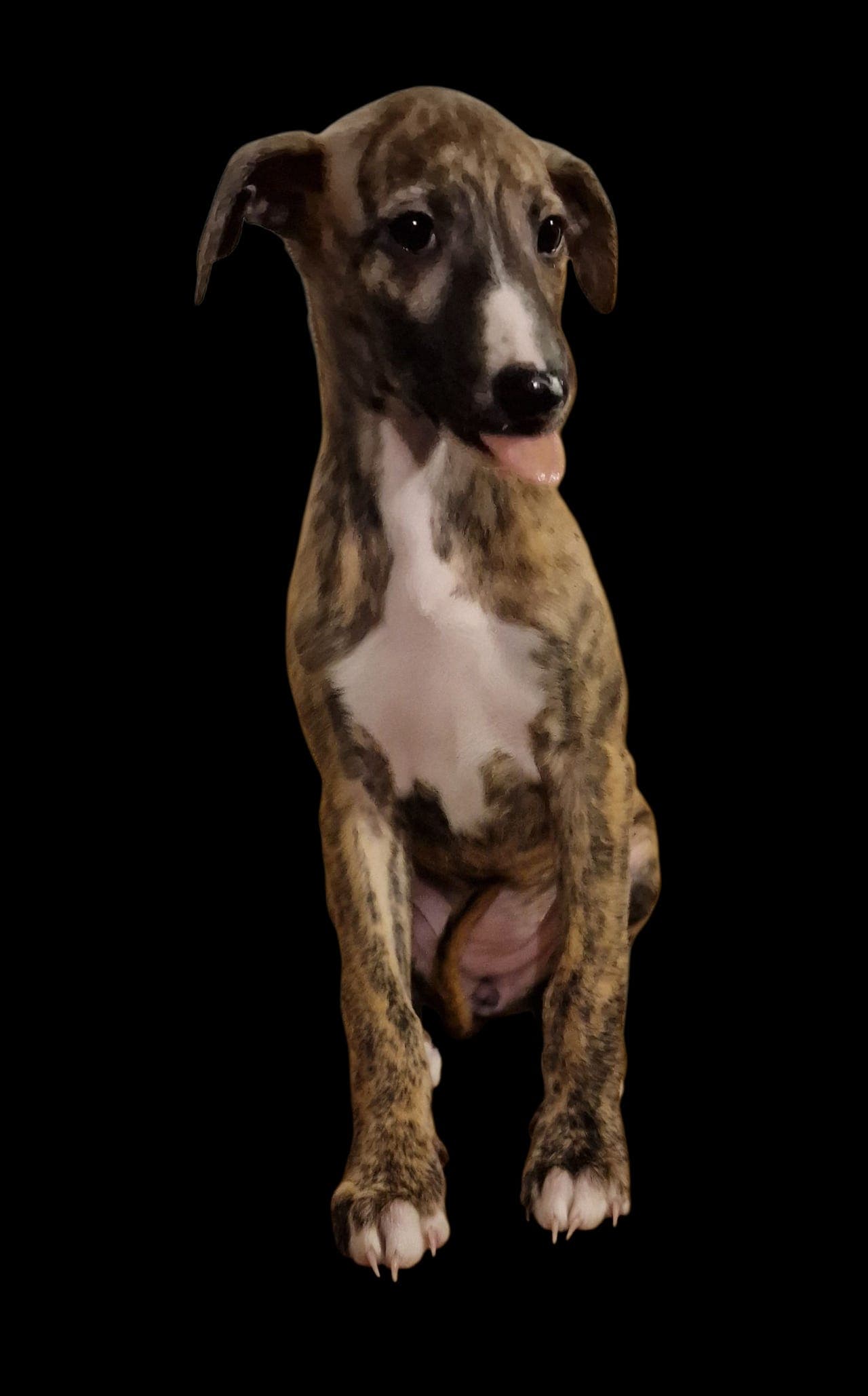 Nydelig whippetjente