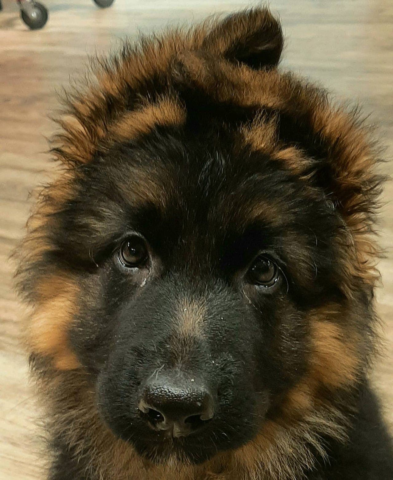 Schäferhund  Hann Langhår