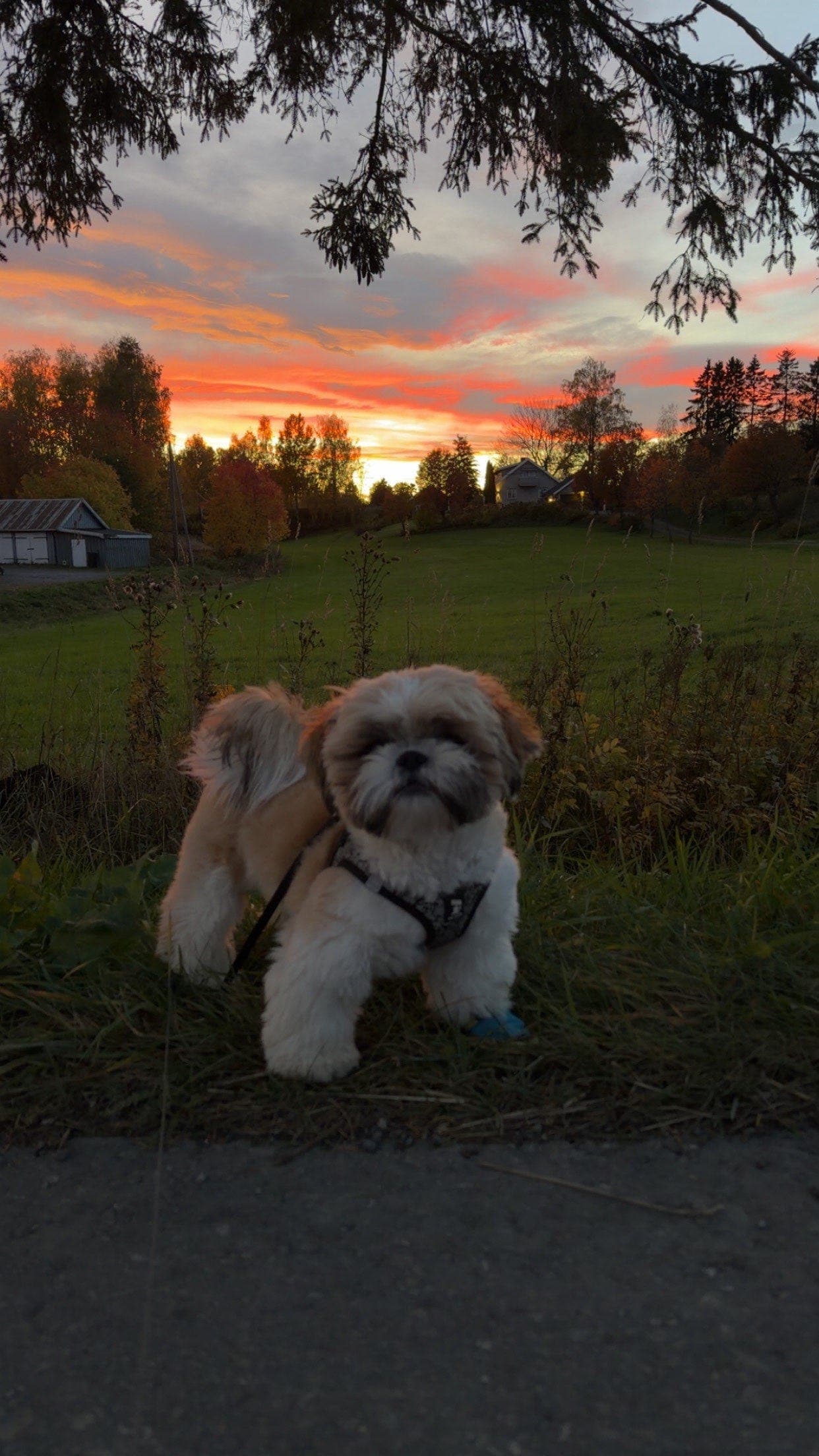 Shih tzu vurderes solgt
