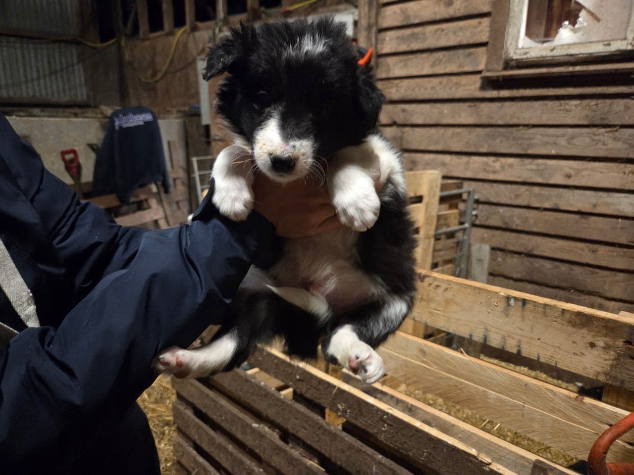 Border Collie Kvelpar