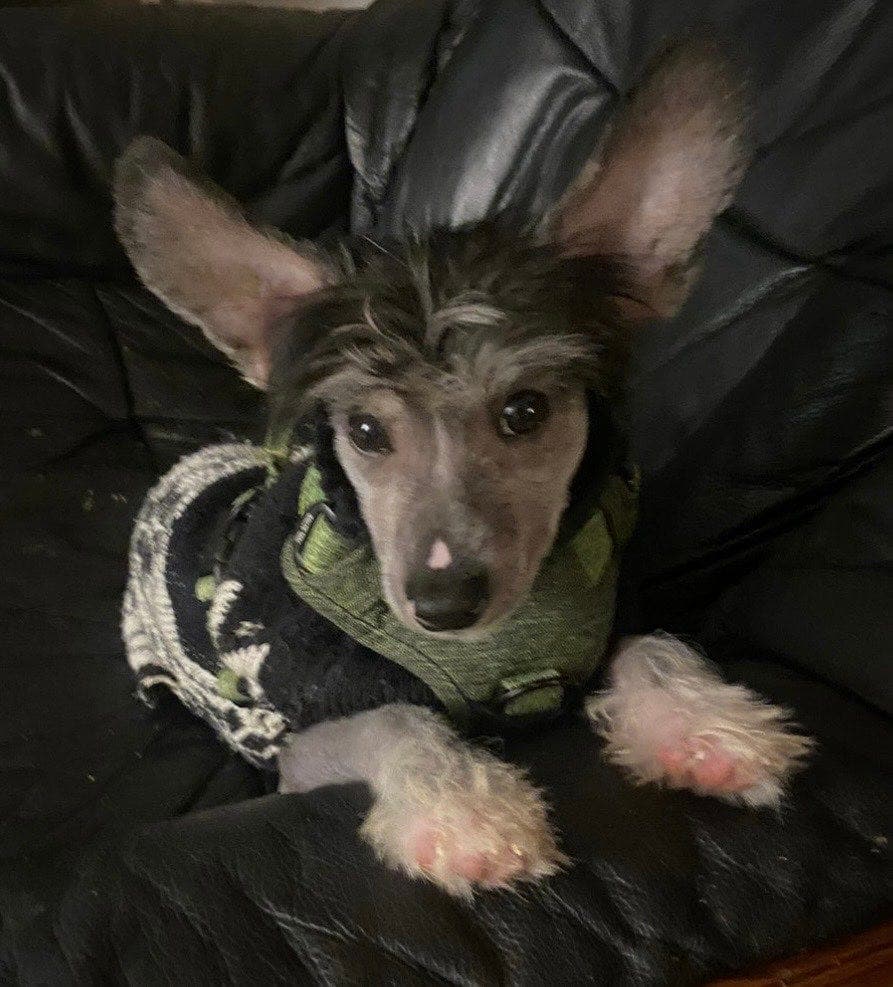 Chinese crested AVTALE