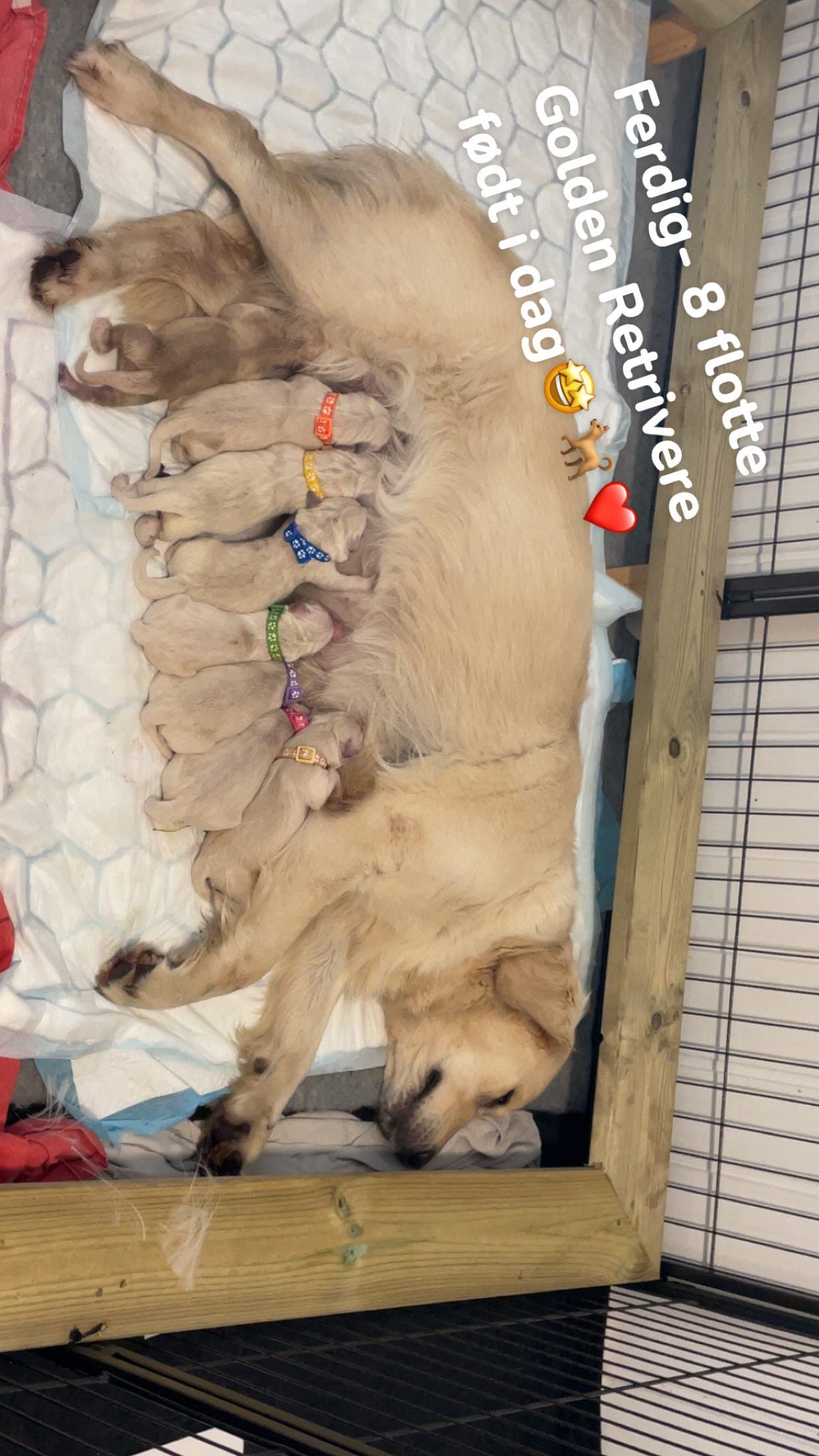 Golden retriever valper til salgs