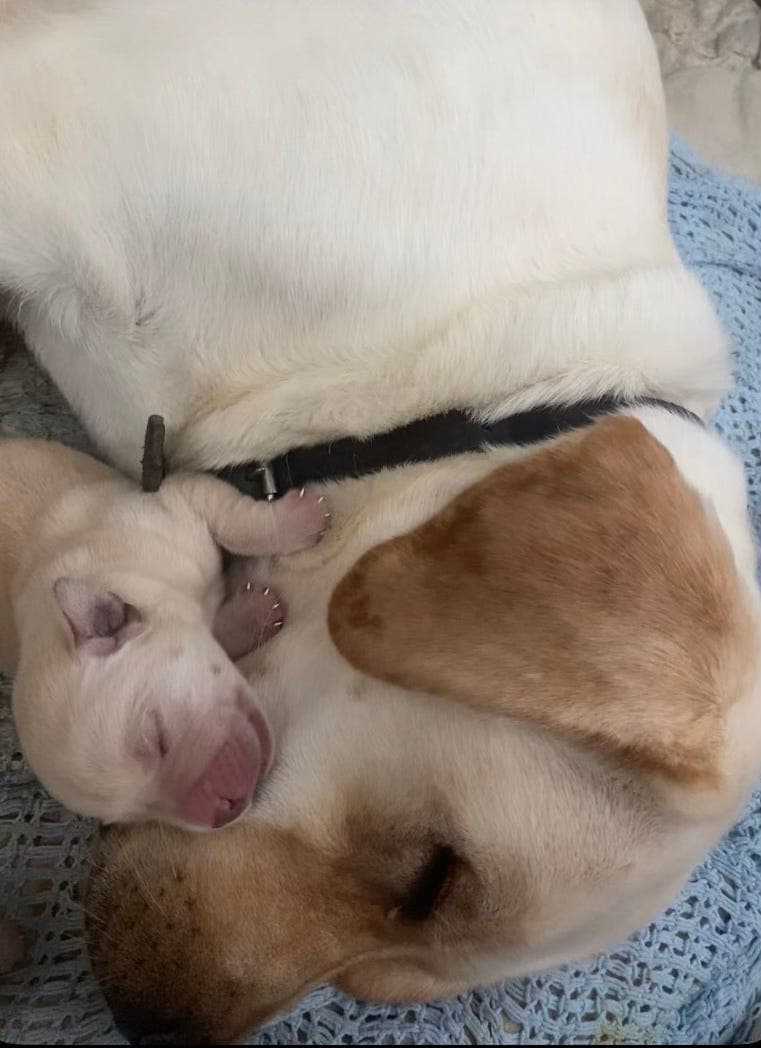 Labrador retriever valper, nkk registrert.