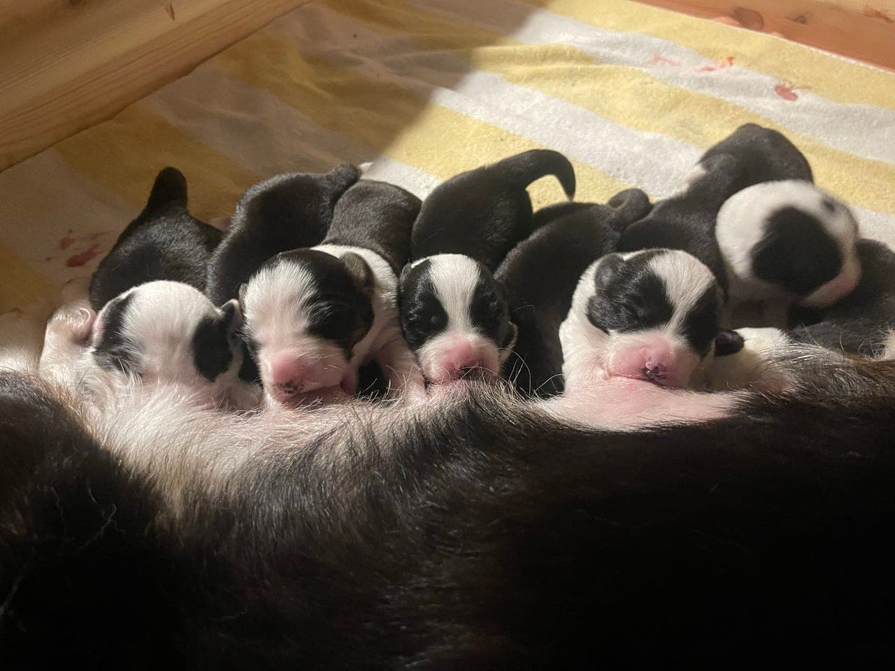 Welsh Corgi Cardigan Valper