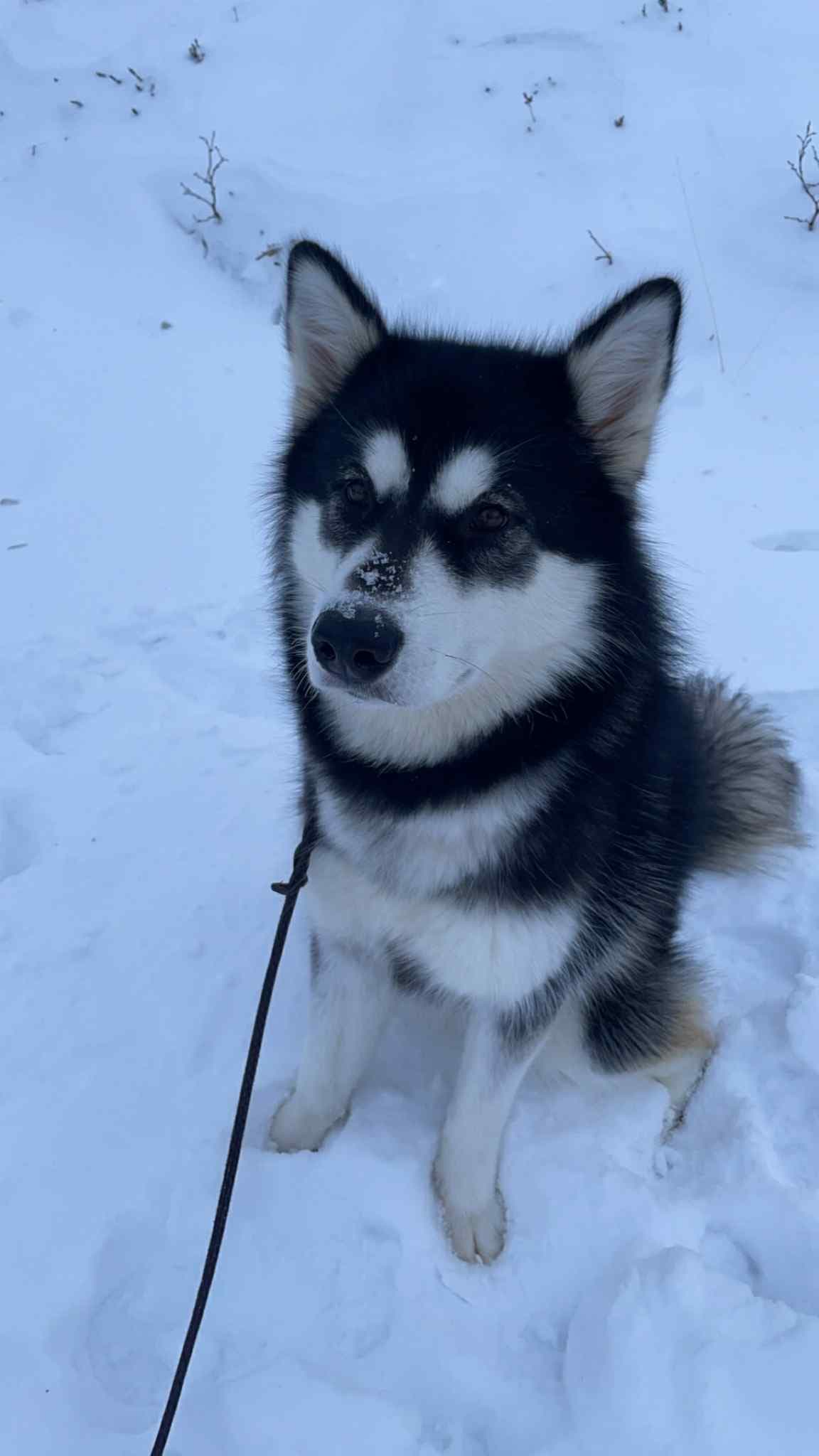 Alaskan Malamute tispe – 20 mnd – omplasseres til riktig hjem