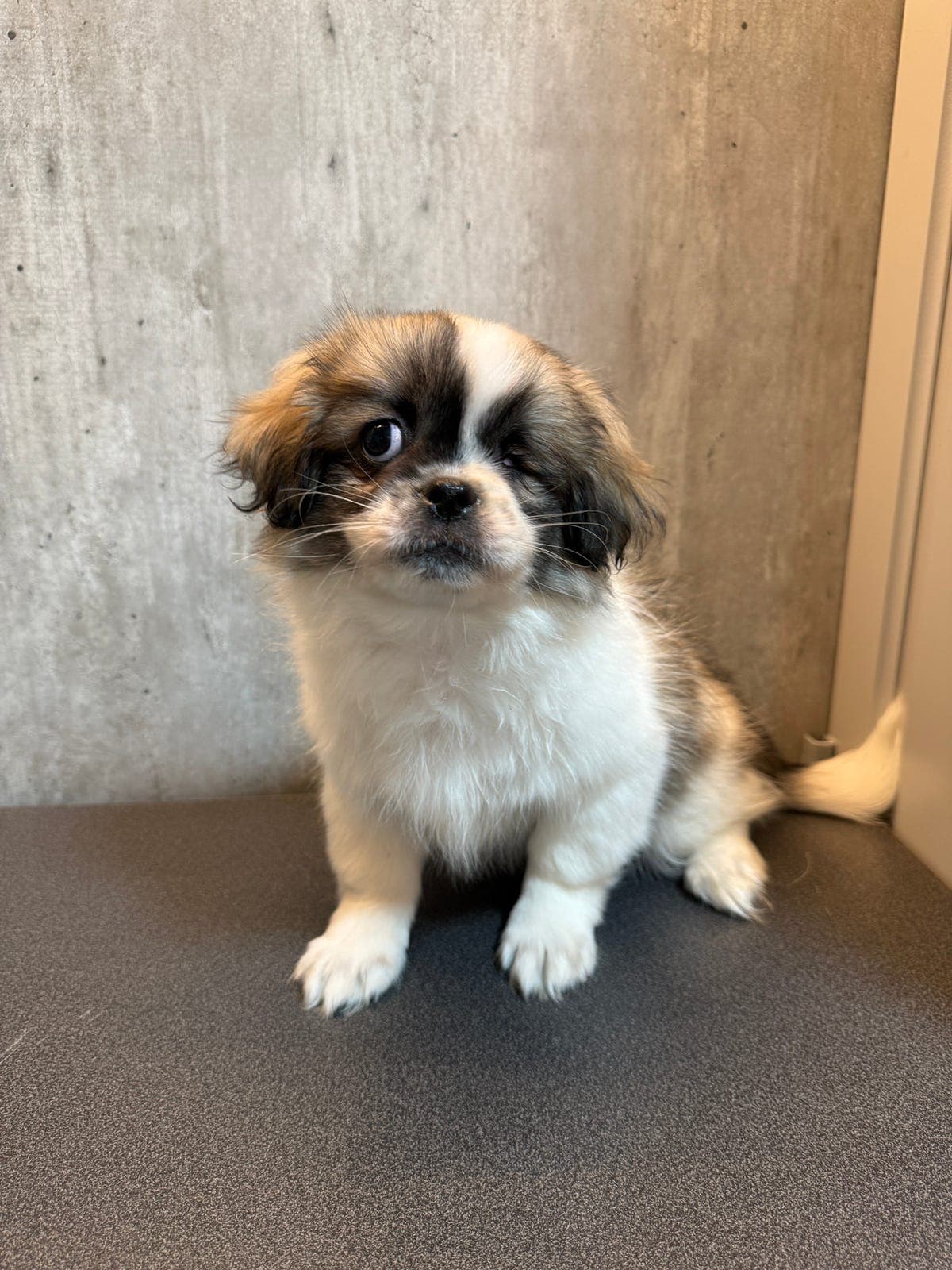 Tibetansk spaniel leveringsklare valper