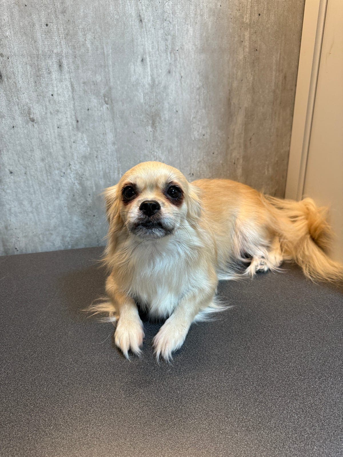 Tibetansk spaniel valper