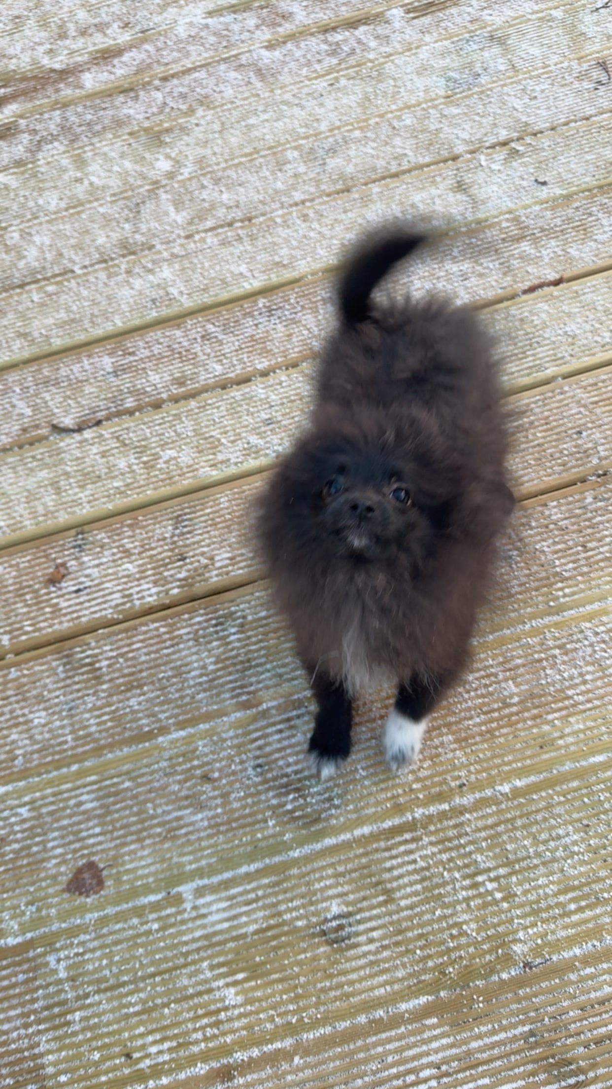 Nydelig Pomeranian valp 🤎