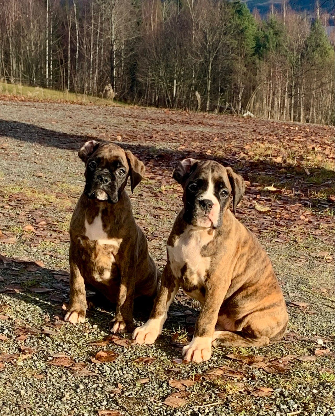 Boxervalper klare for å flytte hjemmefra