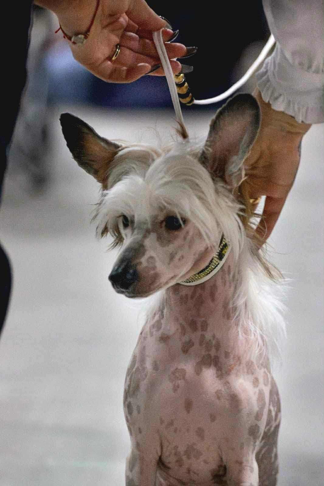 Chinese crested valper