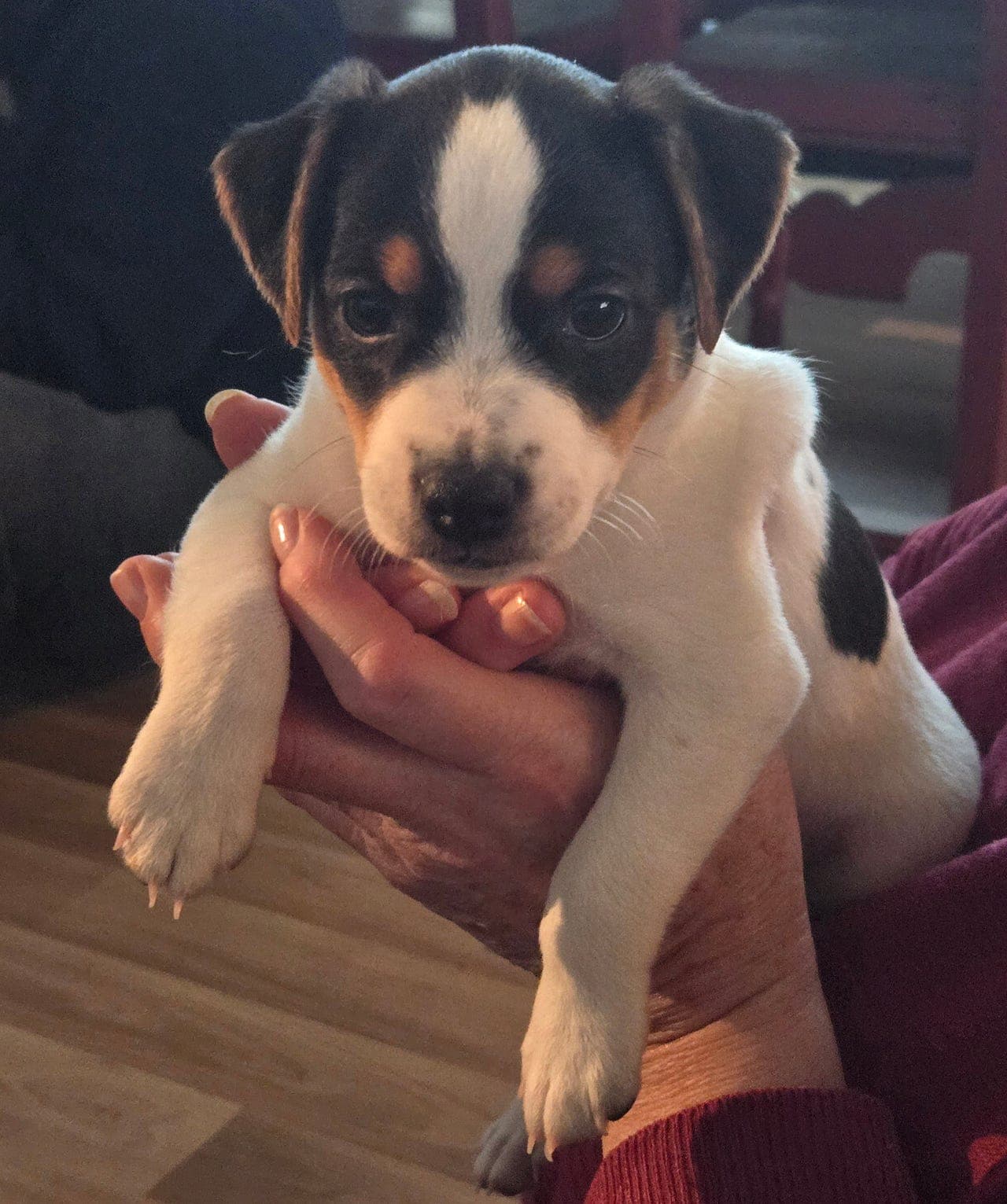 DANSK   SVENSK  GÅRDSHUND