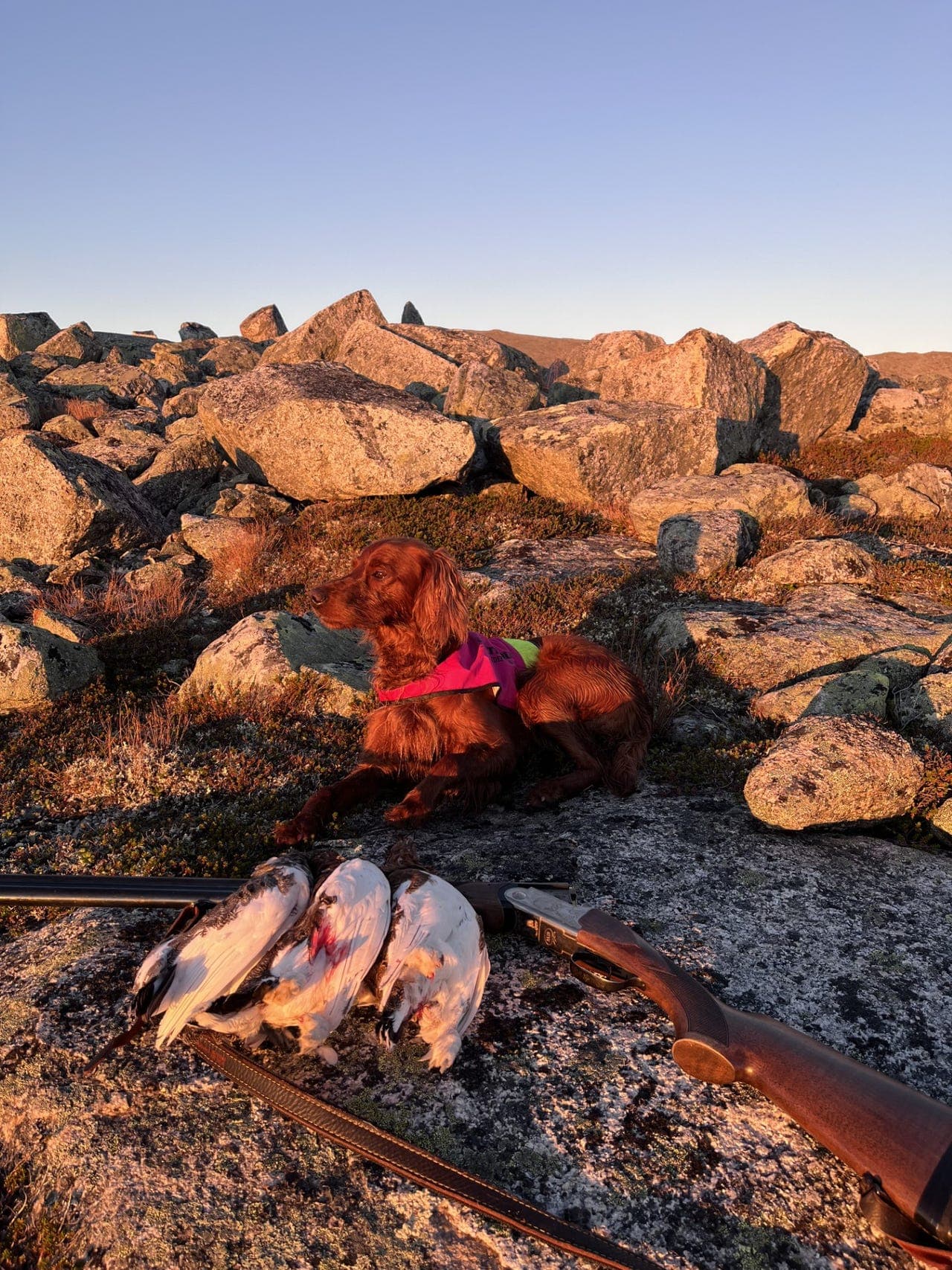 Irsk setter valper ventes 15 desember