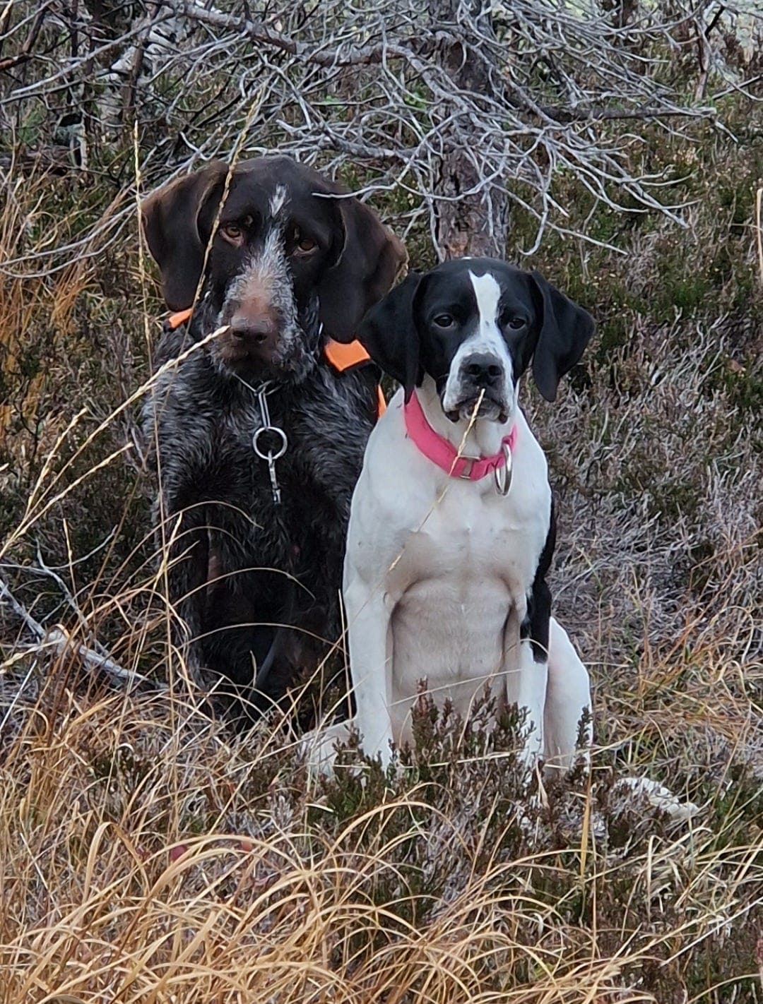 Pointer tispe 8 mnd.