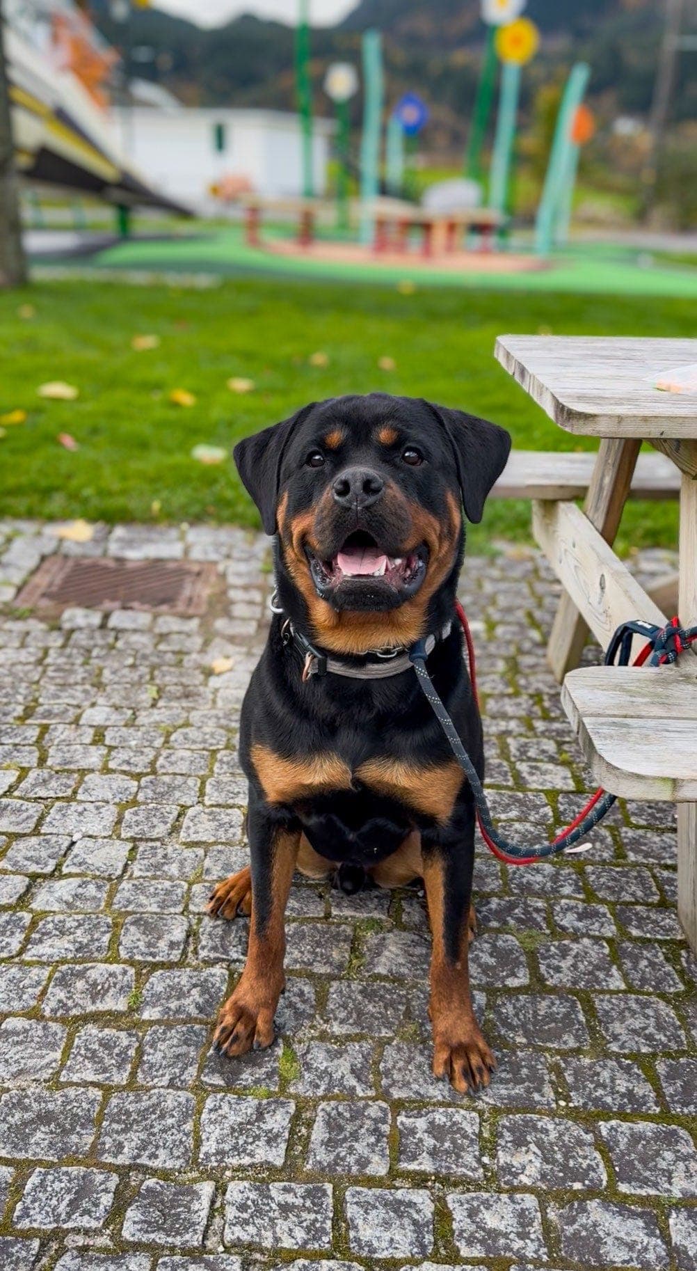 Rottweiler gutt på 1 år