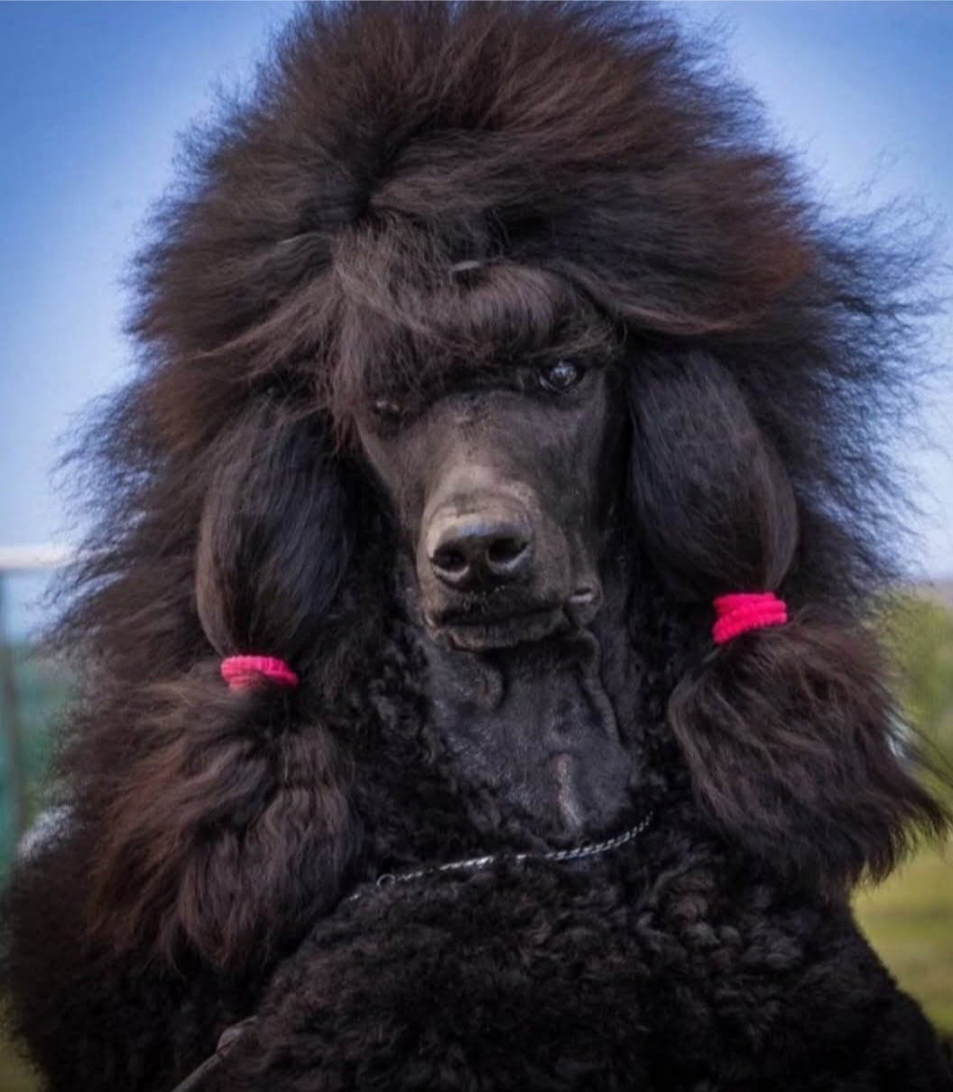 Storpuddel / Kongepuddel valp