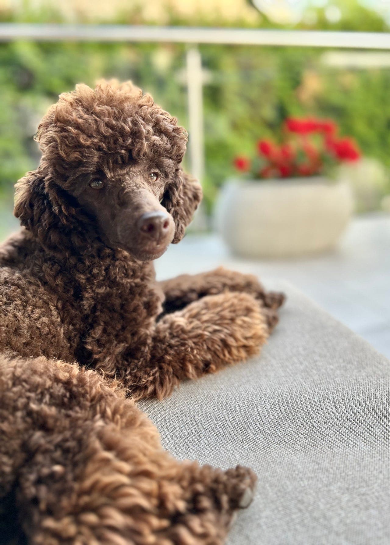 Herlige Bruno søker forvertshjem