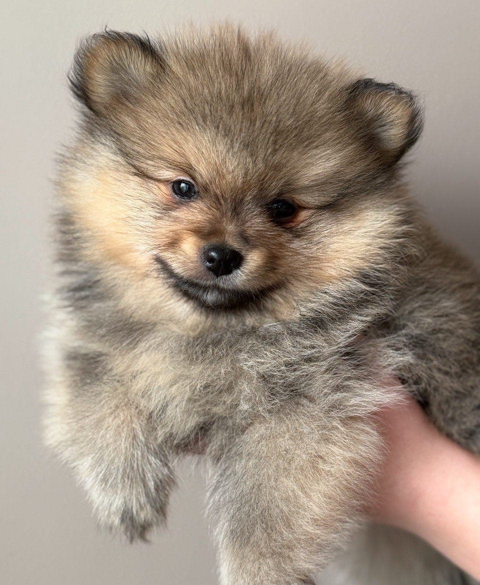 Helt nydelige kleinspitz valper