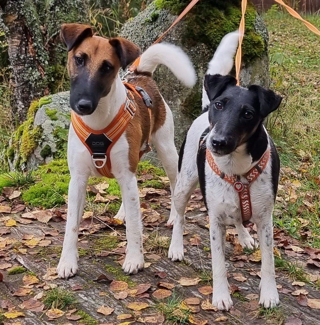 Fox terrier valper ventes