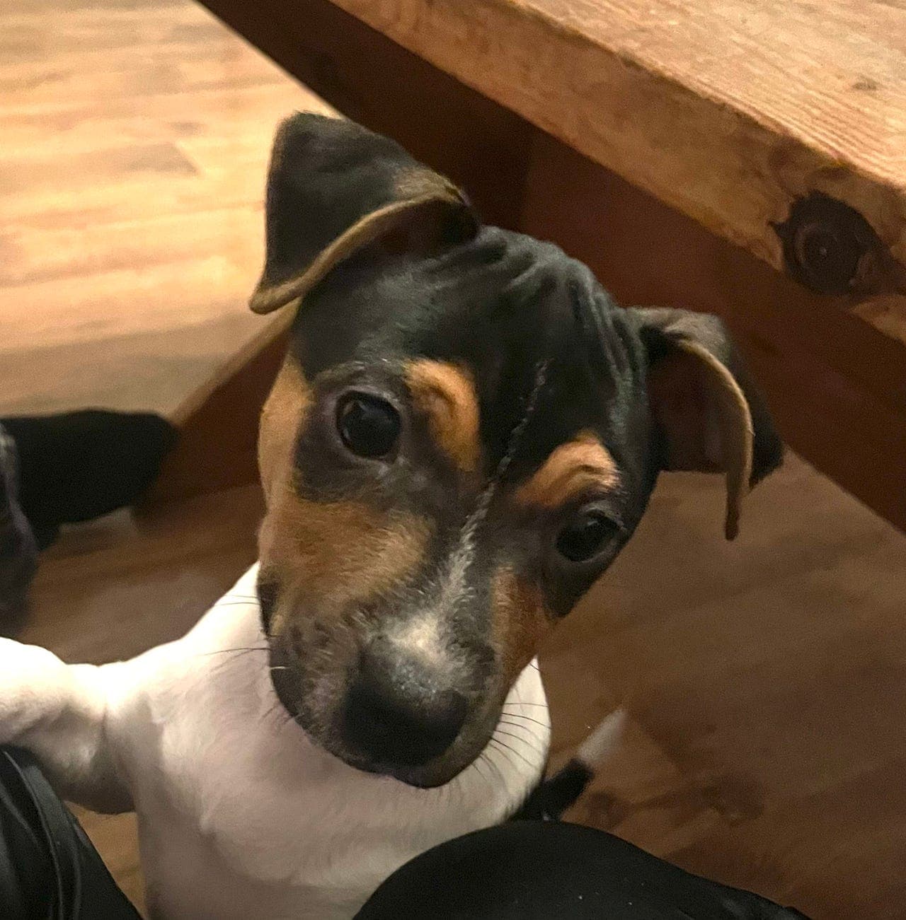 Terrier Brasilileiro valp Ozzy🐶