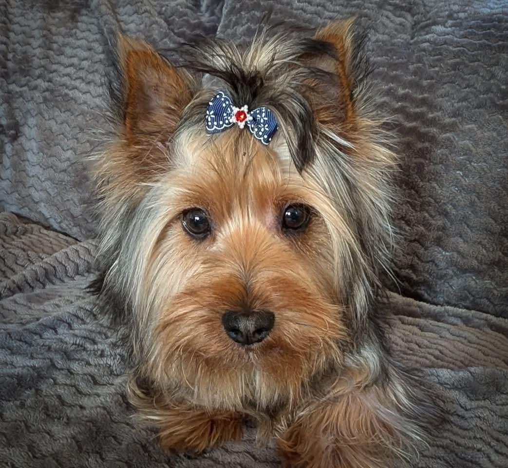 Silky terrier selges til hundevant person