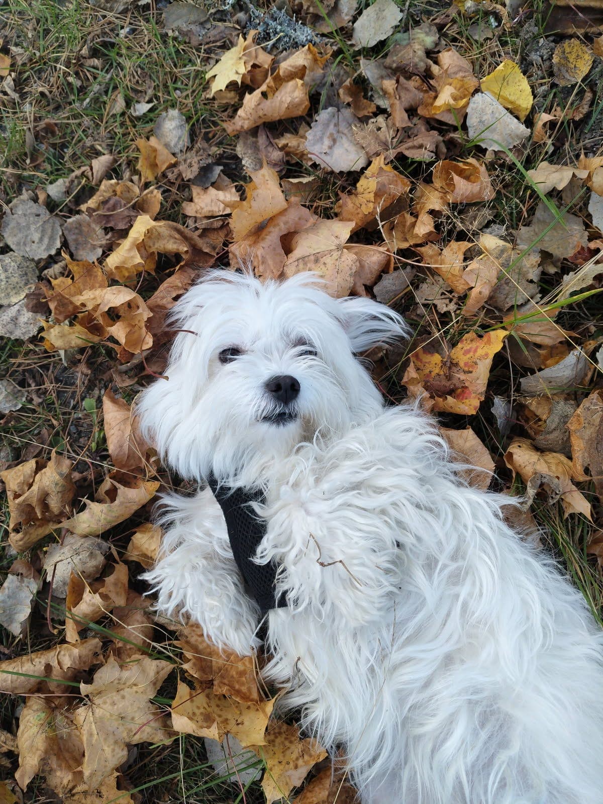 Malteser søker nytt hjem