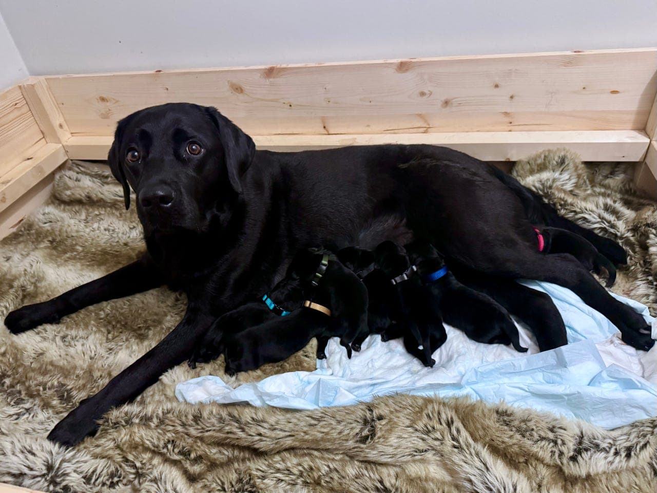 Nydelige svarte Labrador valper for salg