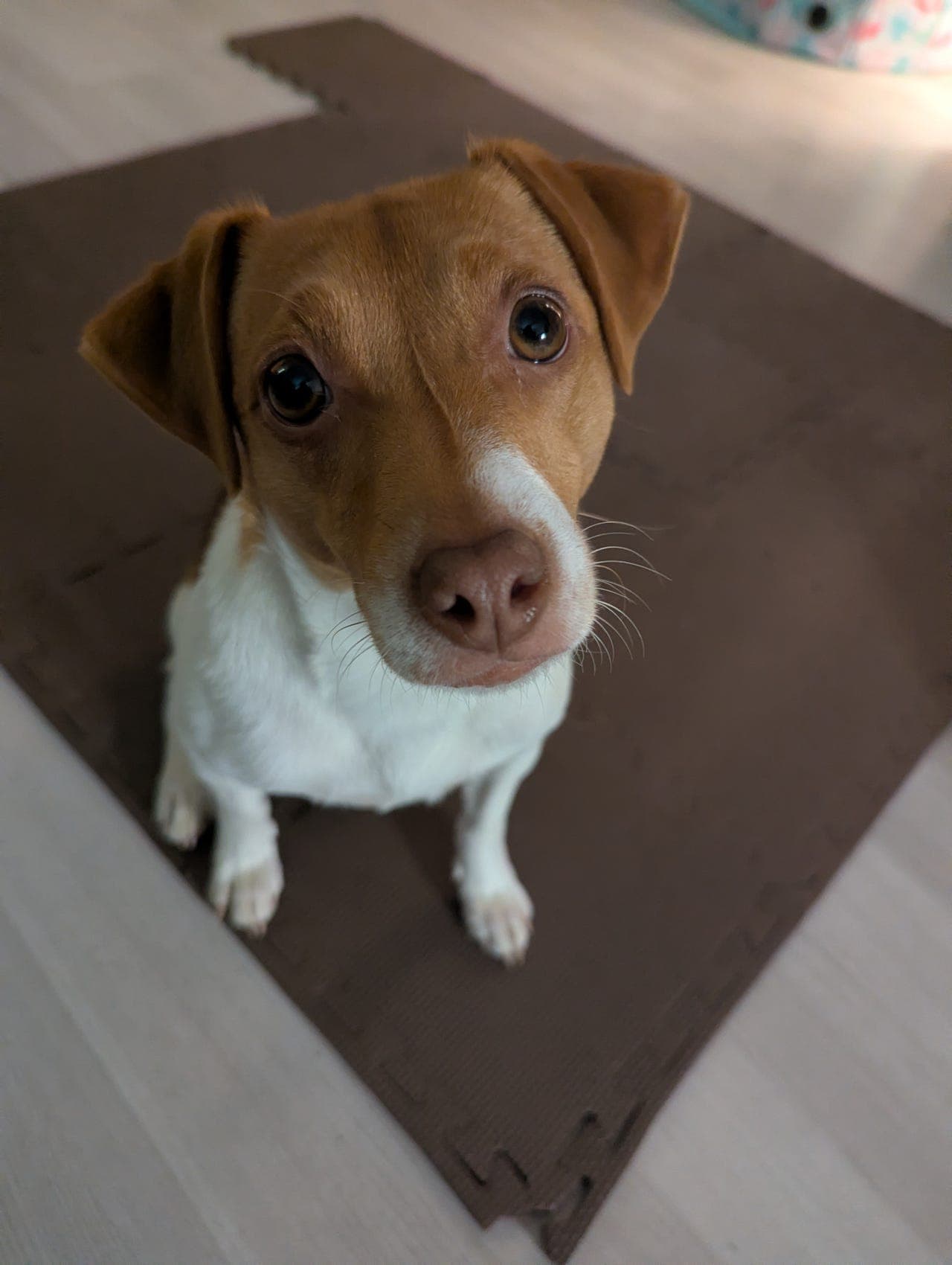 En spesiell gårdshund på 2,5 år søker trygg og rolig hverdag