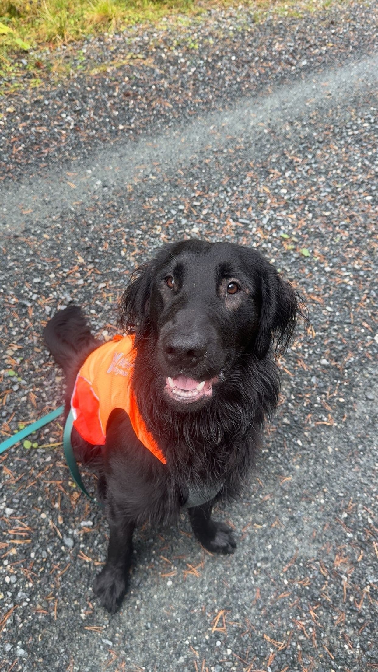 Tiko søker et nytt og kjærlig hjem❤️