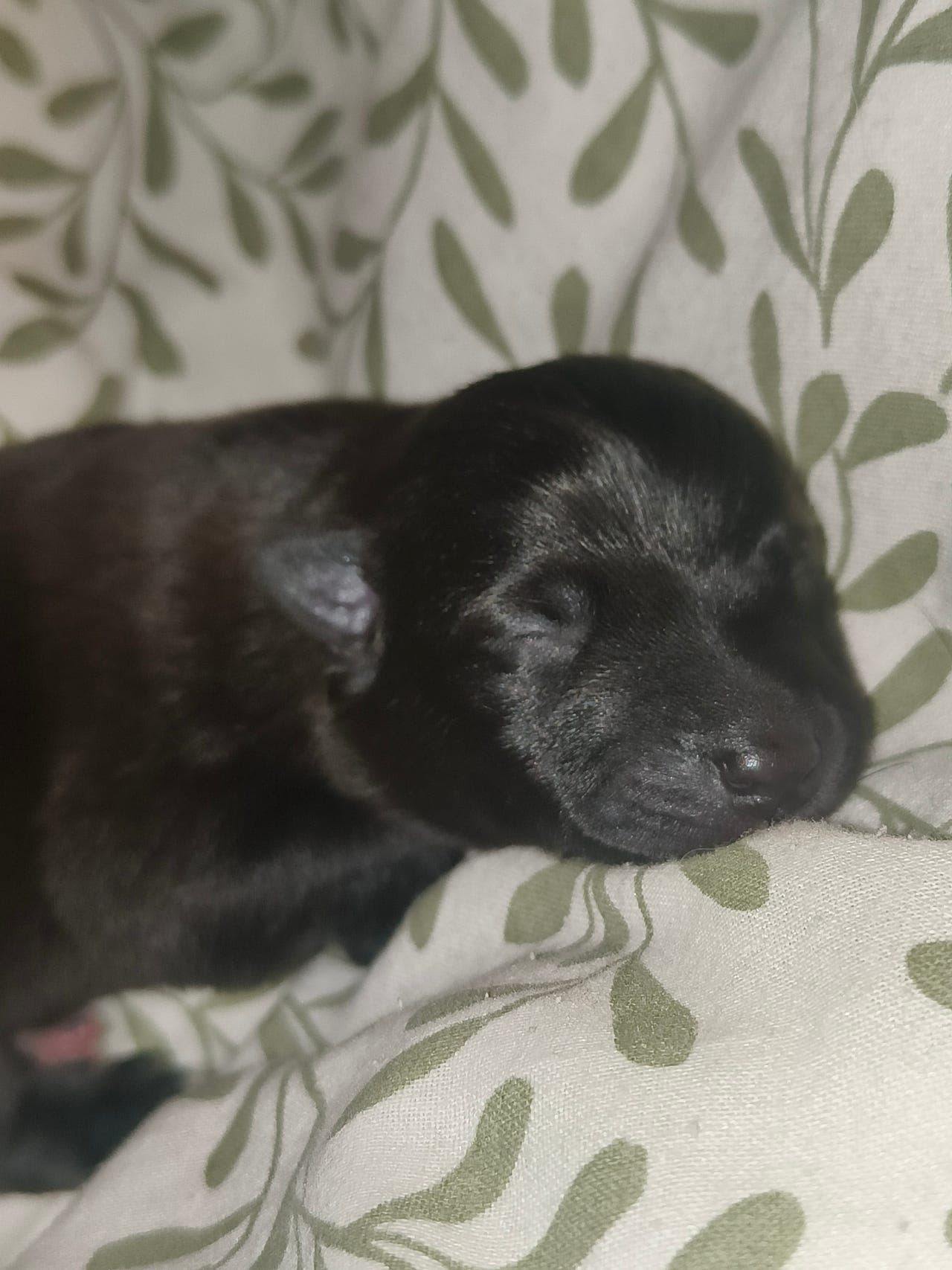 Norsk buhund tispe søker forvert.