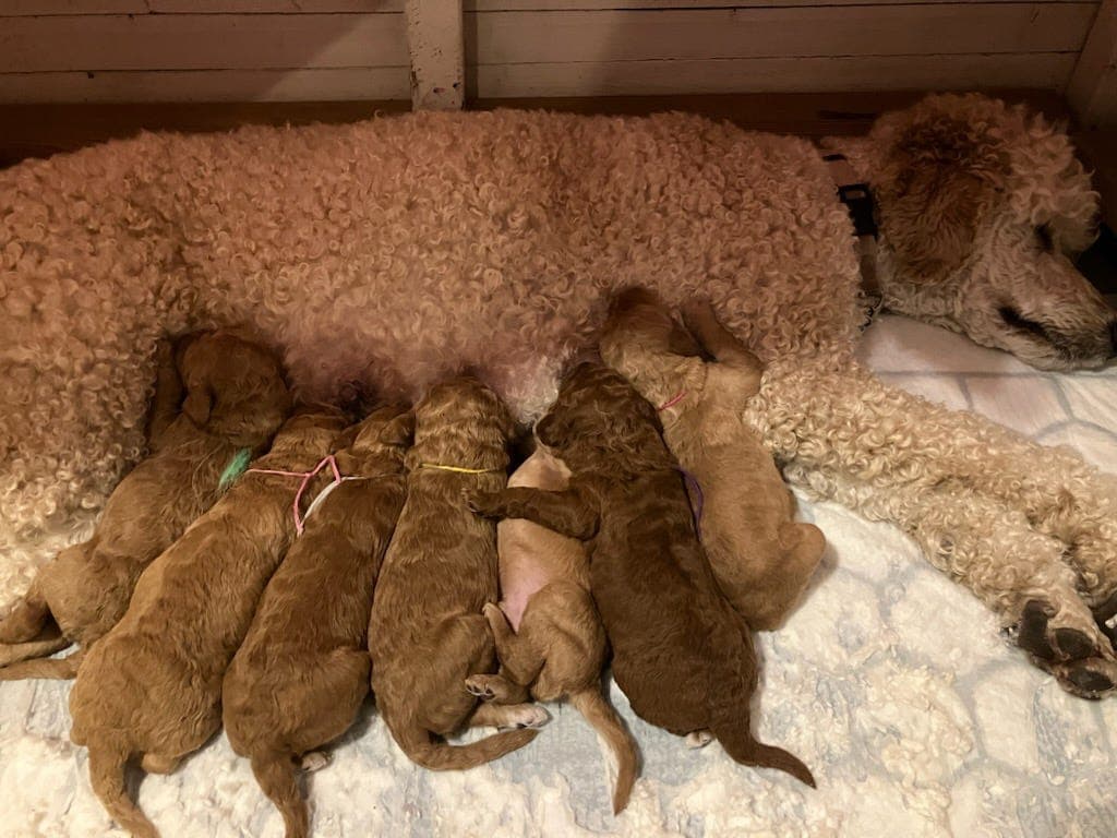 Storpuddelvalper selges