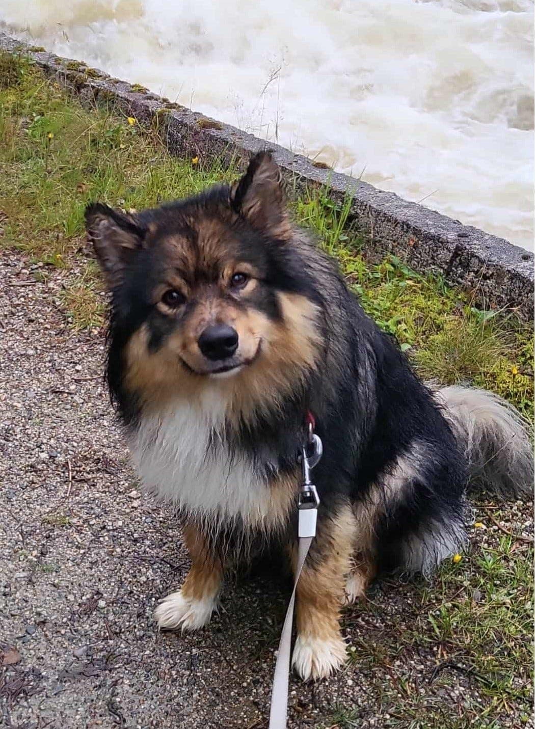 Finsk lapphund hanne selges til riktig hjem