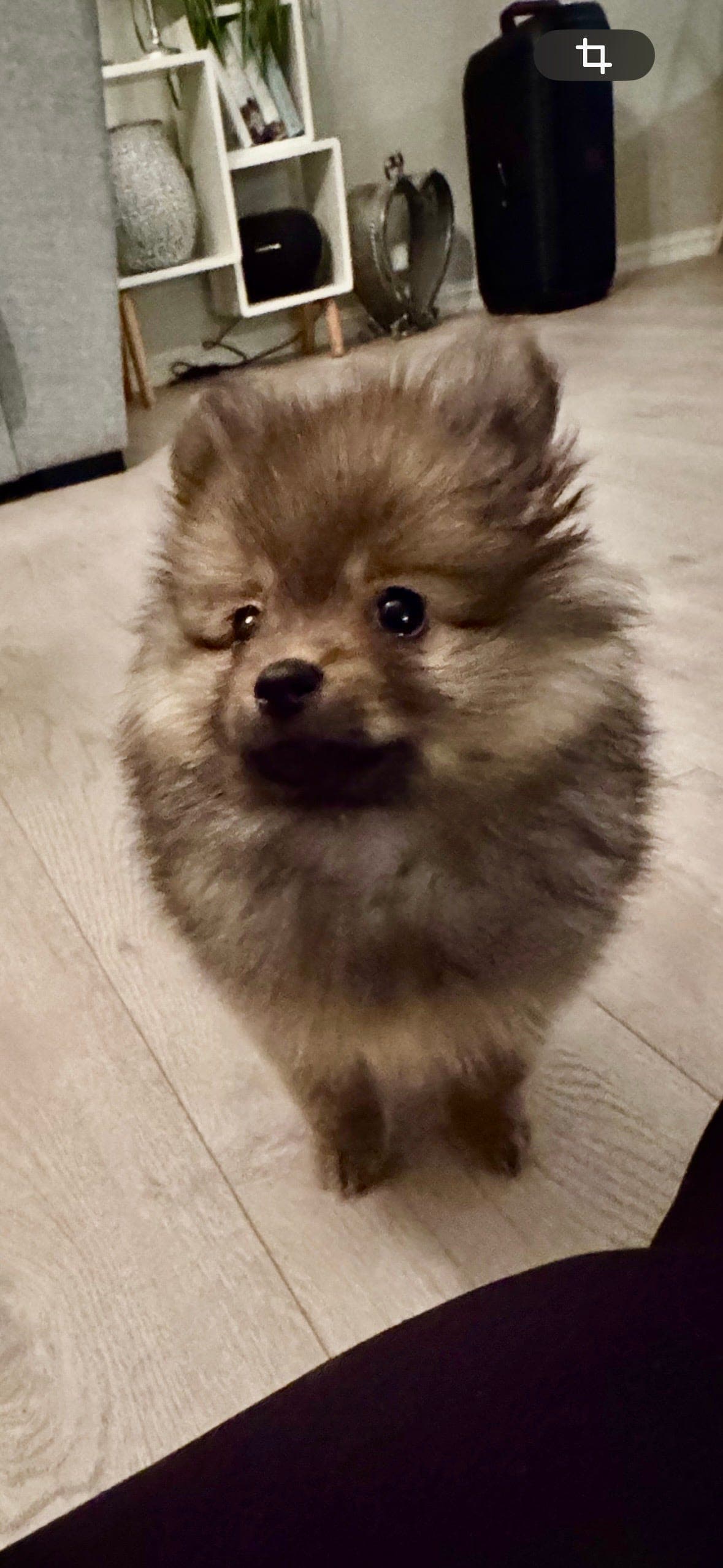 Pomeranian valp, tispe, 8uker