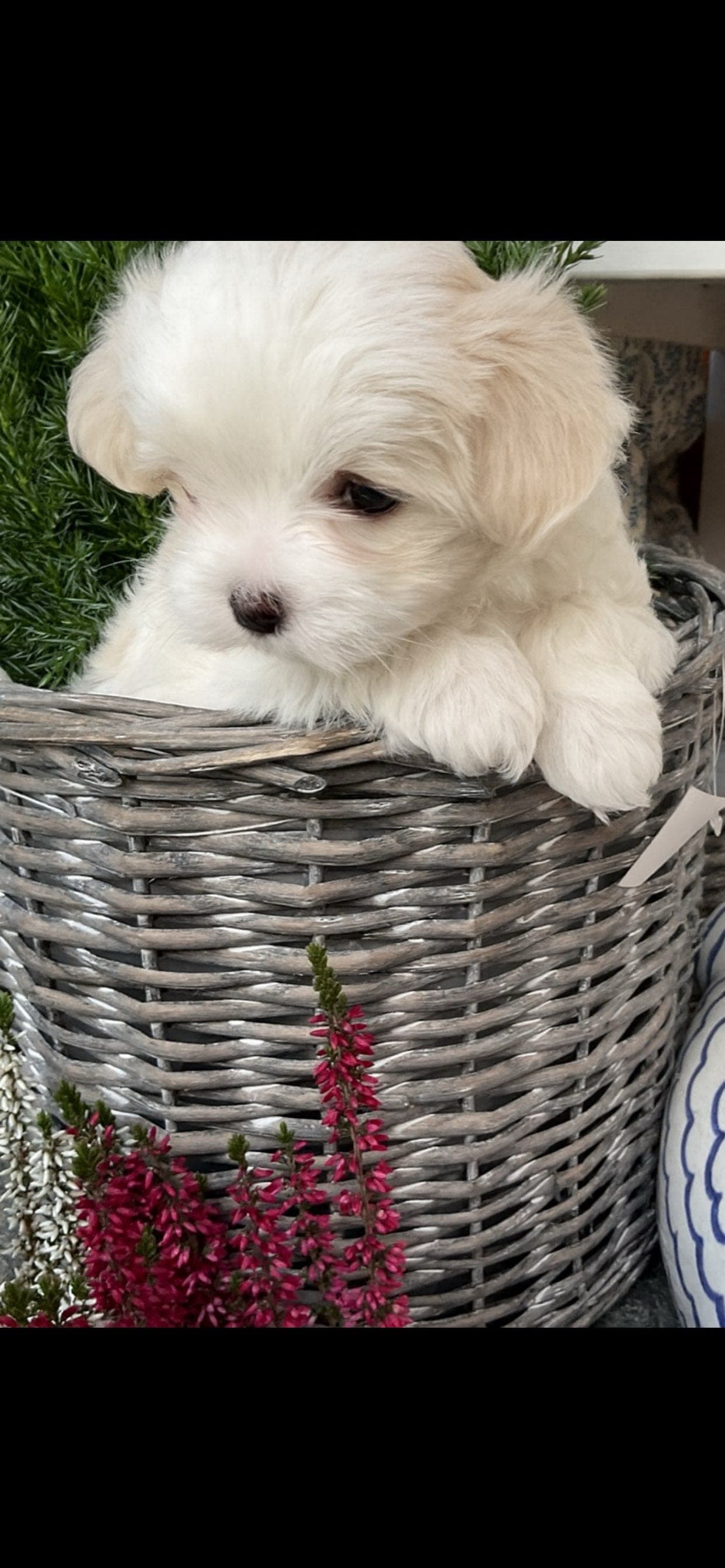 Nydelig malteser valp.