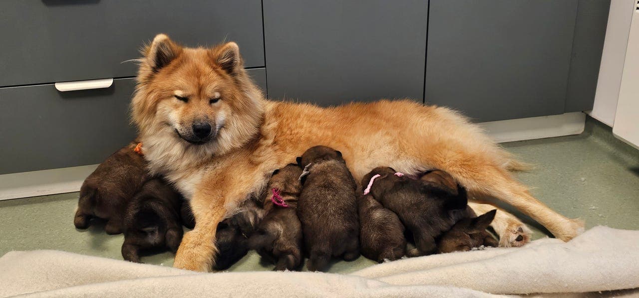 Eurasier valper