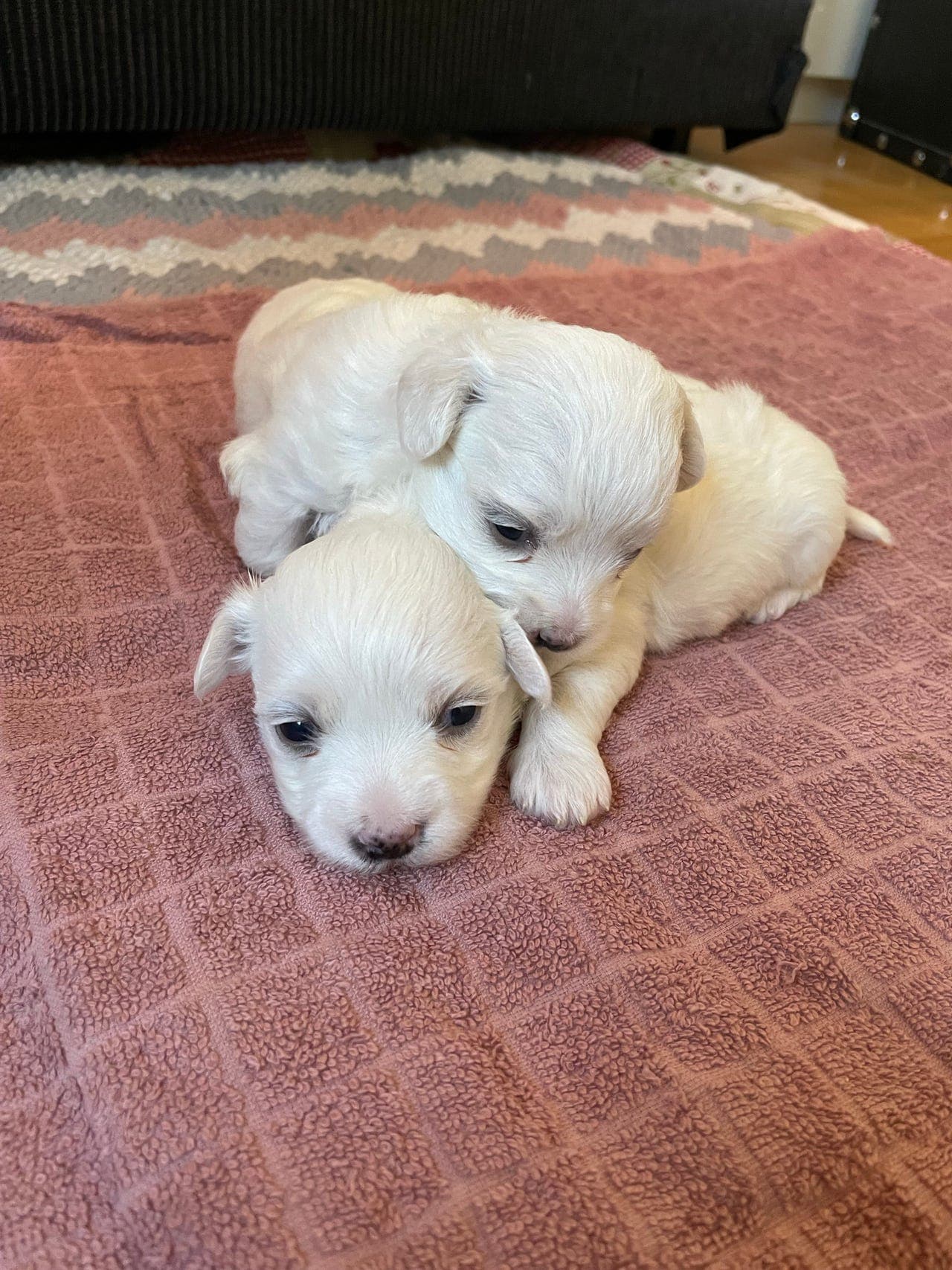 Malteser valp søker nytt hjem til jul