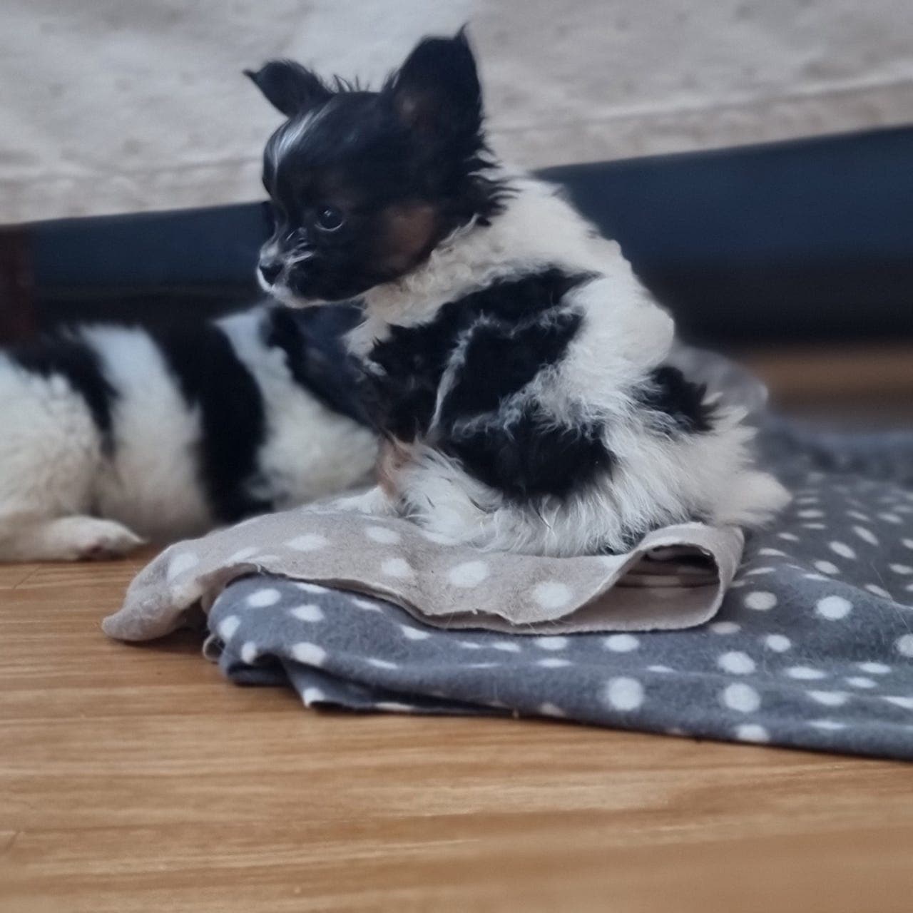 Nydelige papillon valper