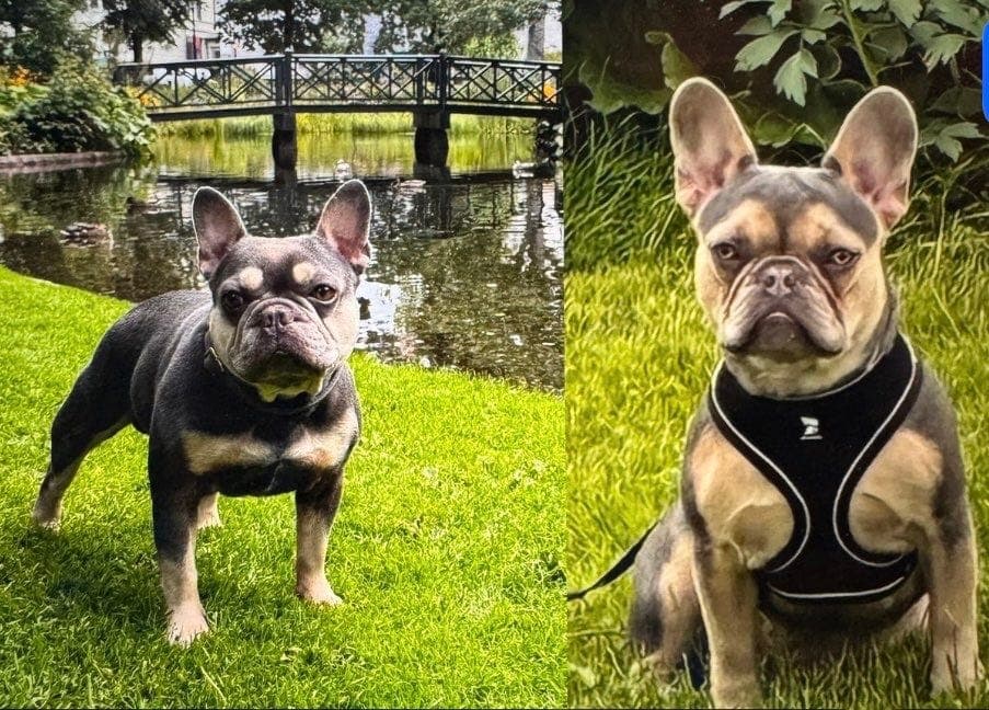 Drømmevalper ventes i mars 2026