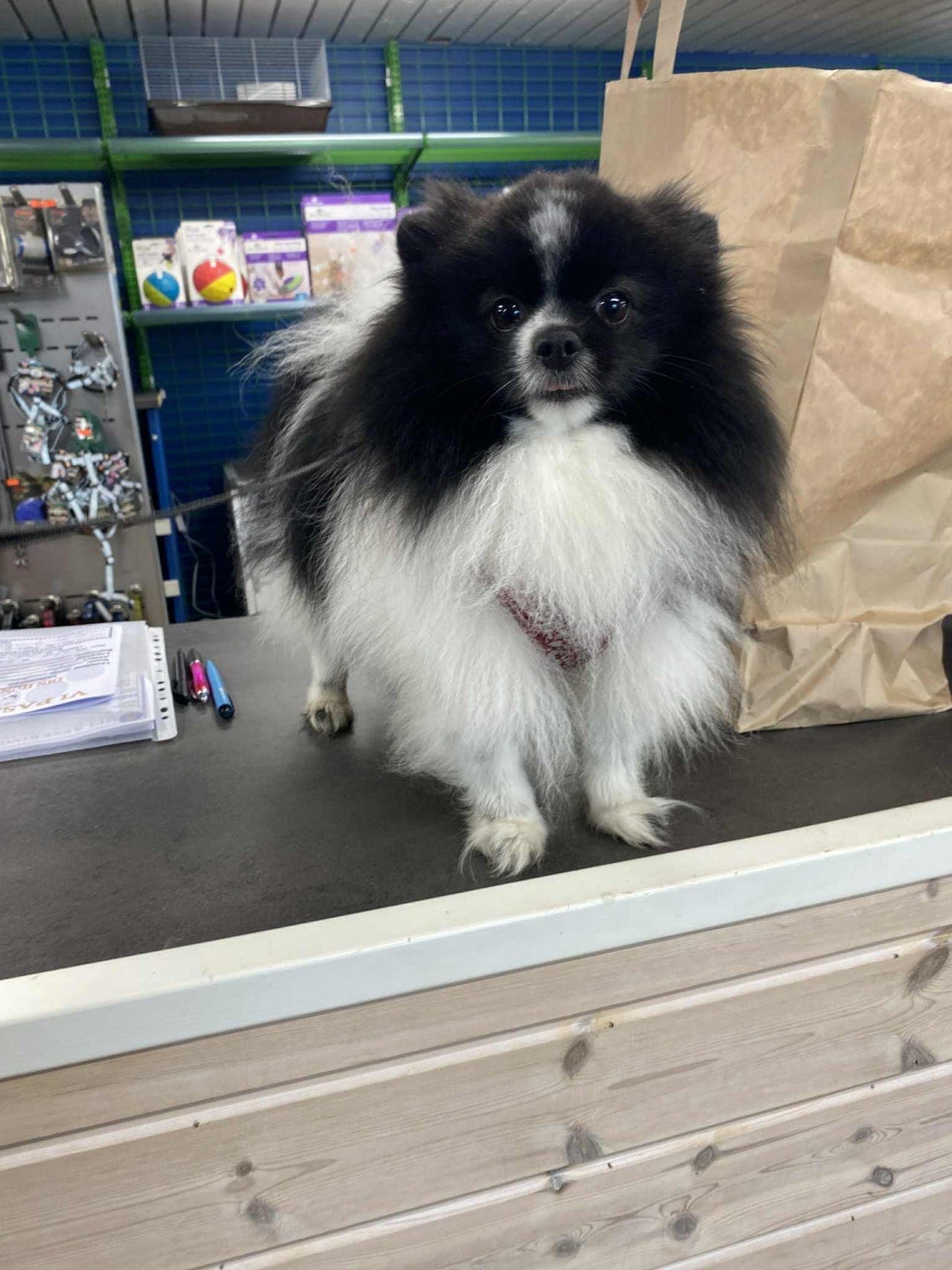 Pomeranian til omplassering