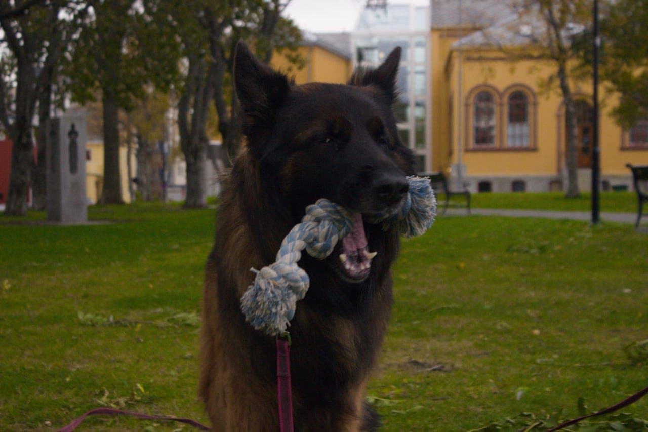 Renraset Schæfer omplasseres