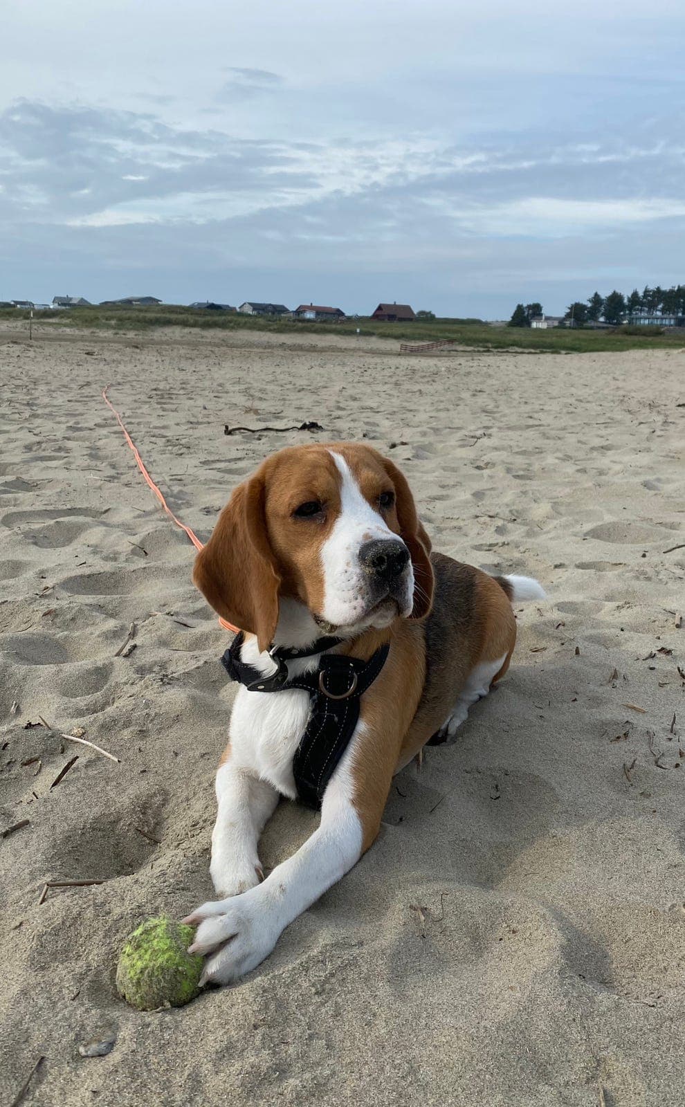 Søker avlastningshjem til Gunvald