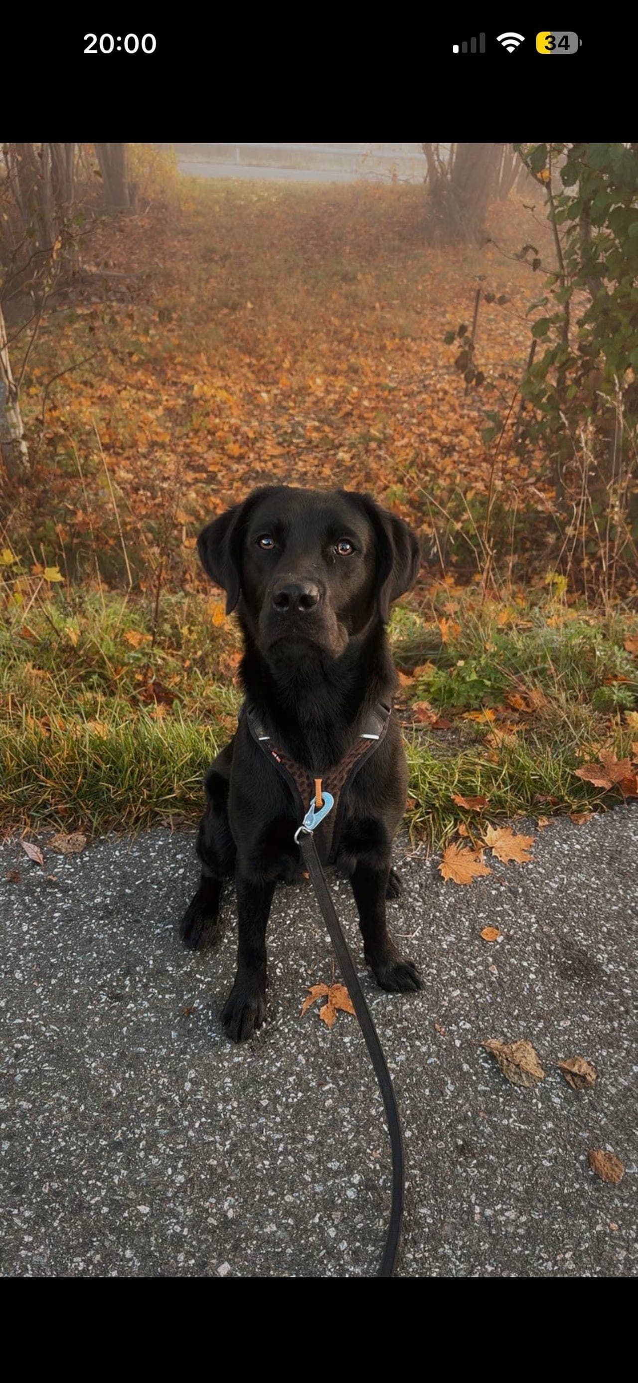 Labrador hannhund vurderes omplassert