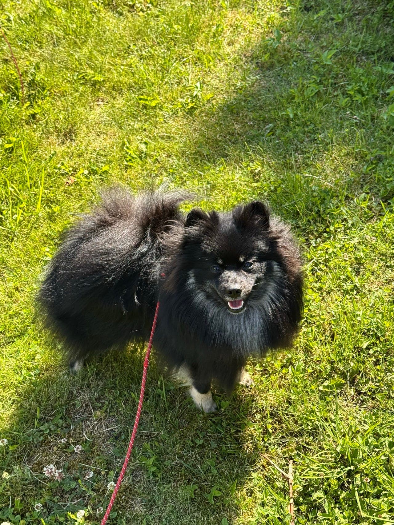 Tispe søker forvert