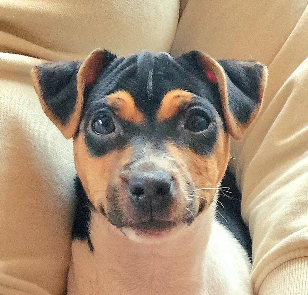 Søt tispe ser etter eget hjem