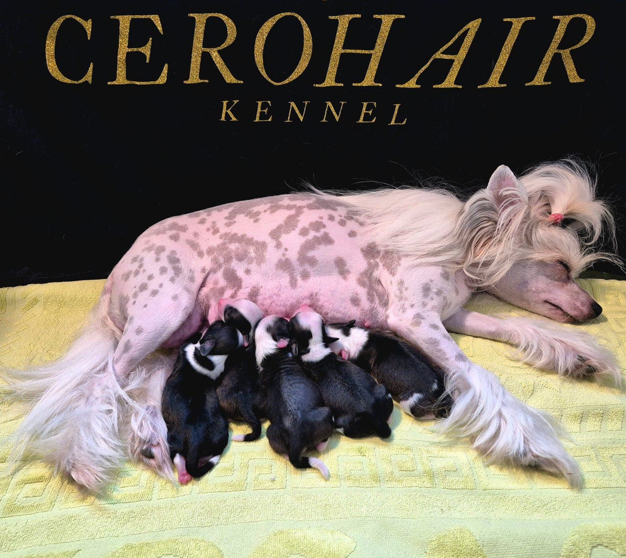 Cerohair- Chinese crested valper
