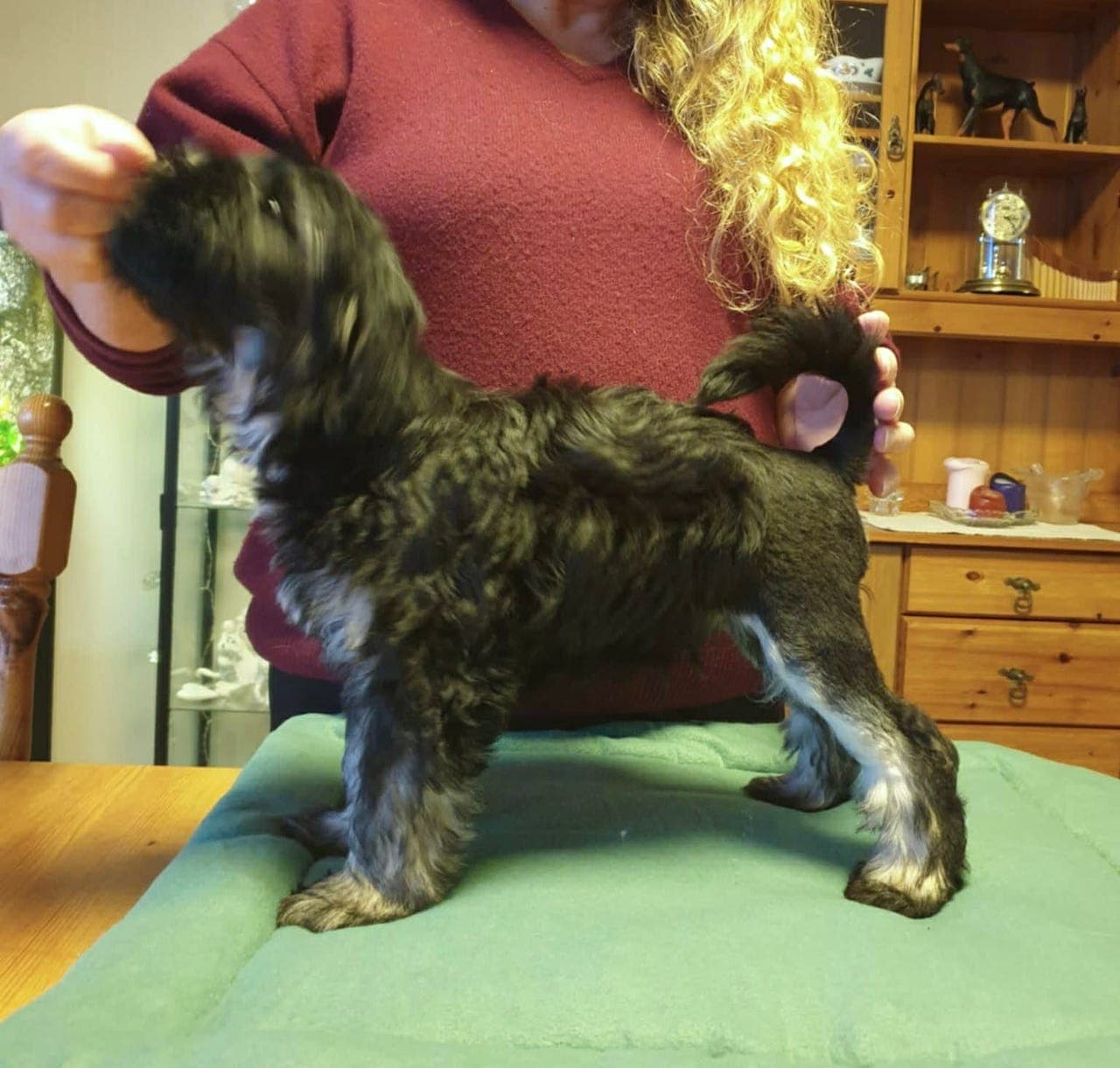 Lovende Løwchen gutt