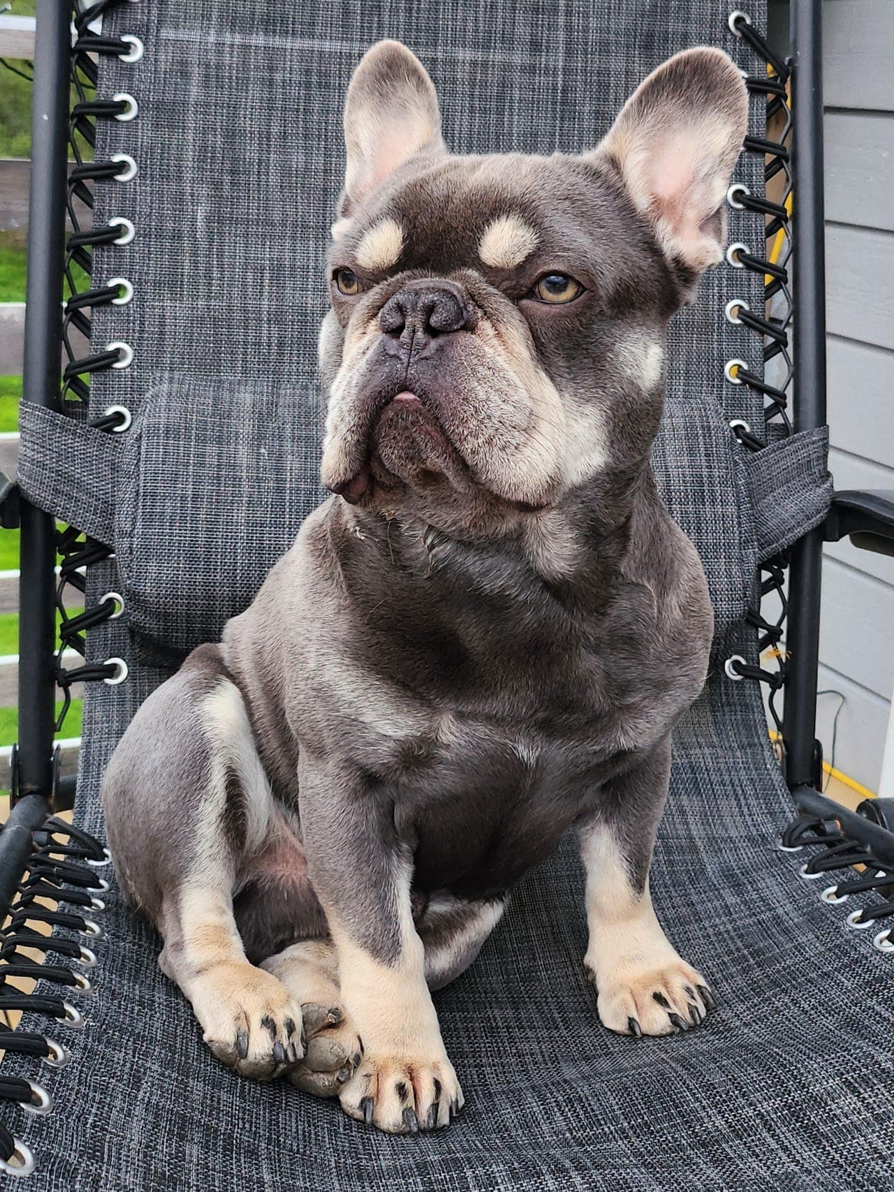 Fransk bulldog valper født 31.07.25